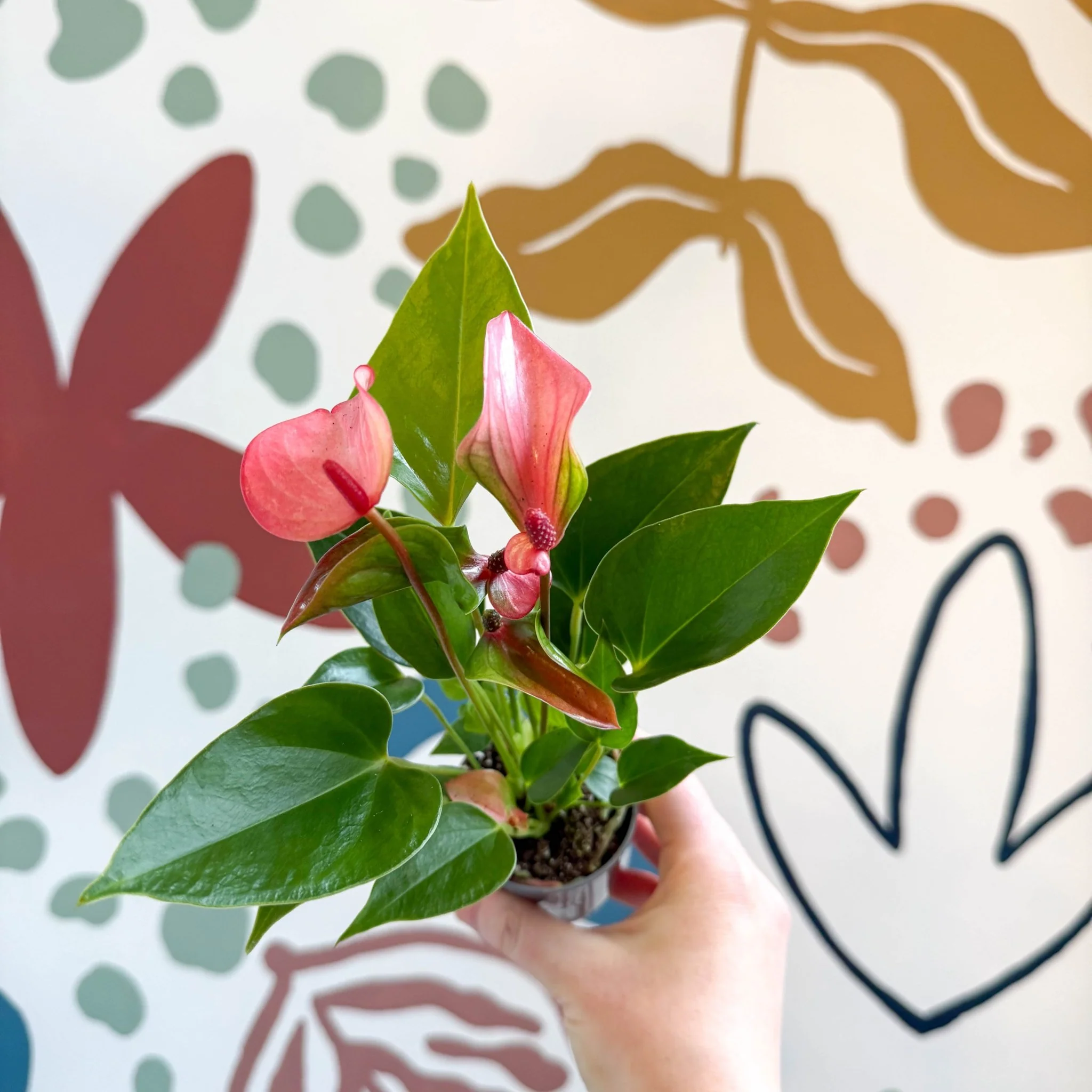 Anthurium andraeanum 'Matata' - Pink Flamingo Flower - Image 4