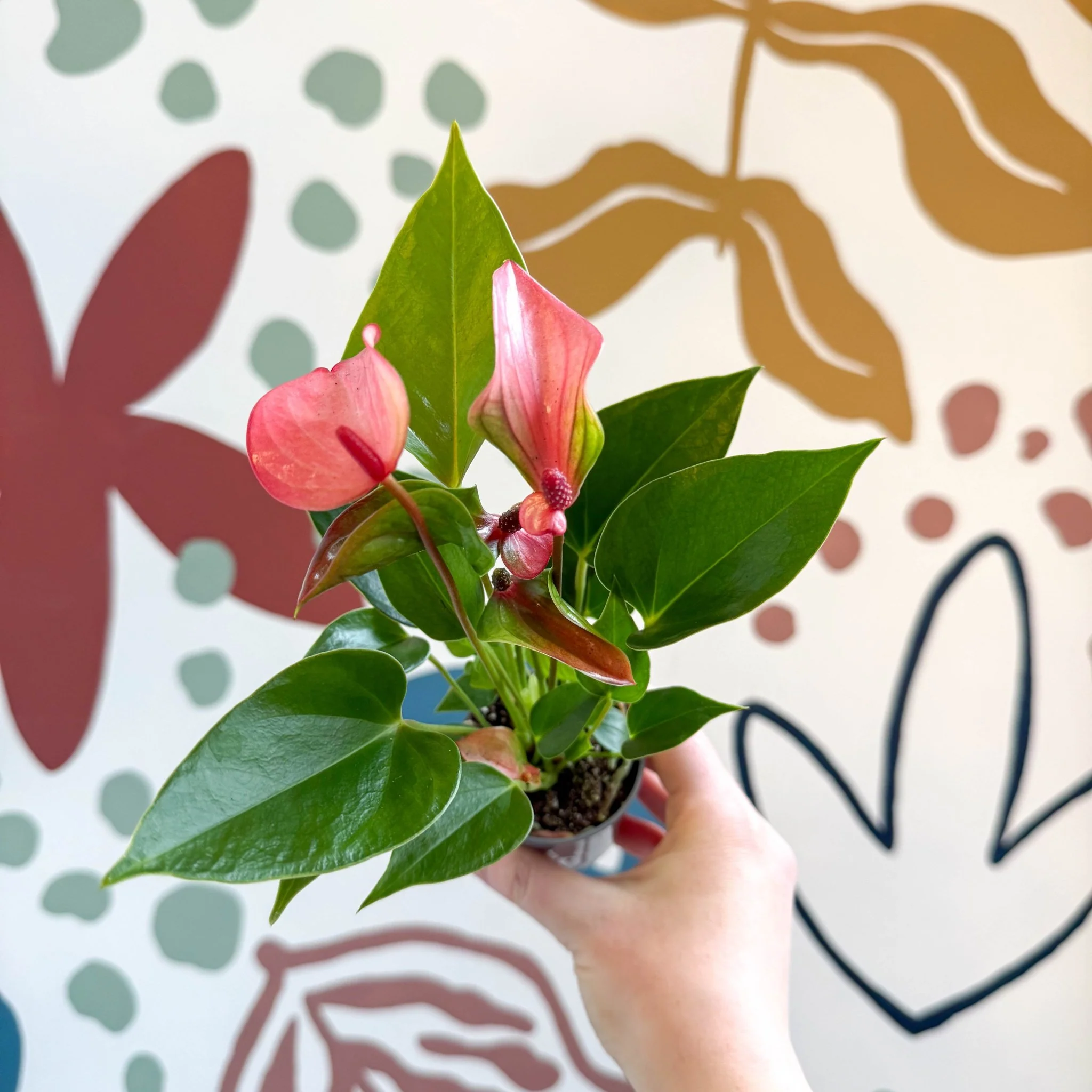 Anthurium andraeanum 'Matata' - Pink Flamingo Flower - Image 5