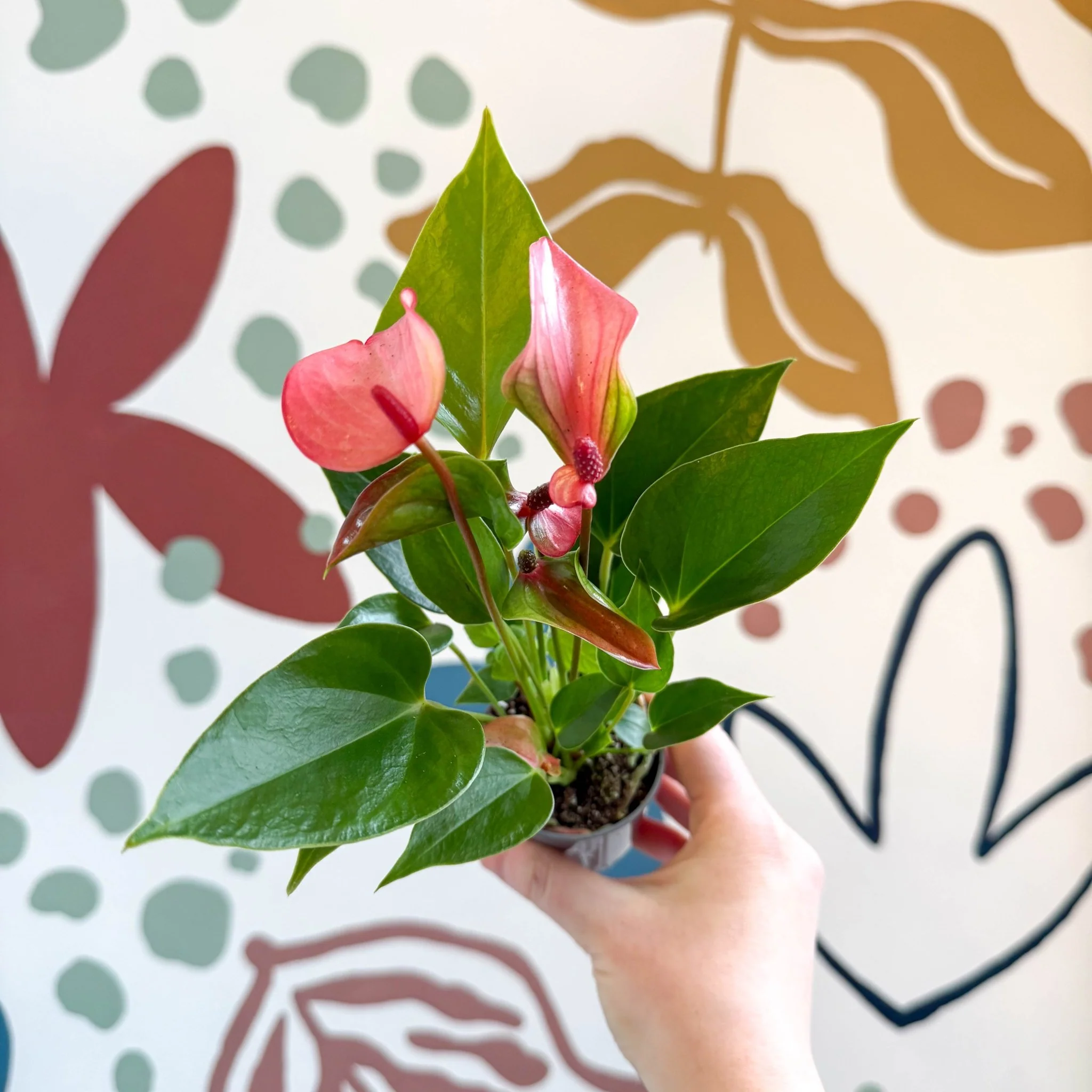 Anthurium andraeanum 'Matata' - Pink Flamingo Flower - Image 6