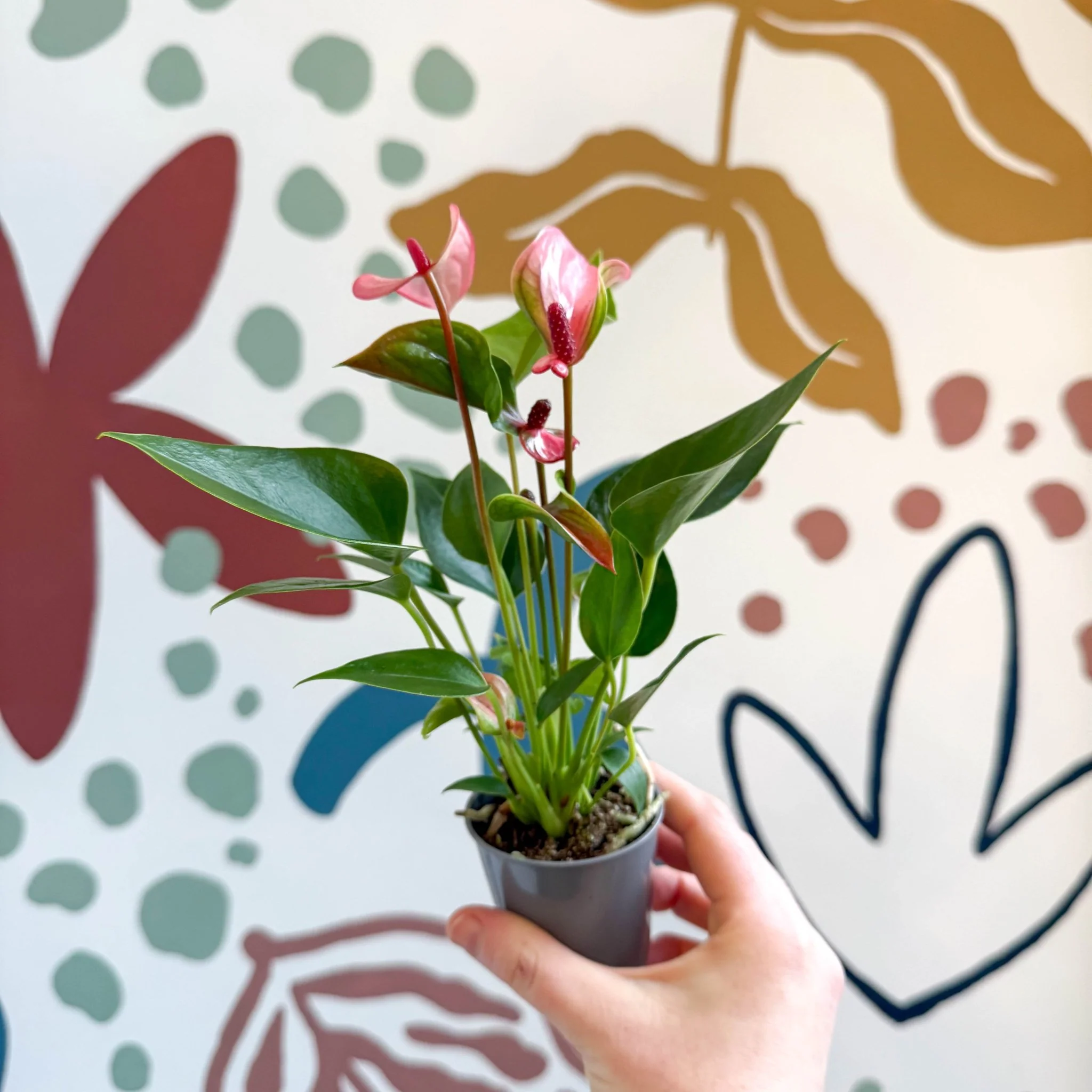 Anthurium andraeanum 'Matata' - Pink Flamingo Flower - Image 7