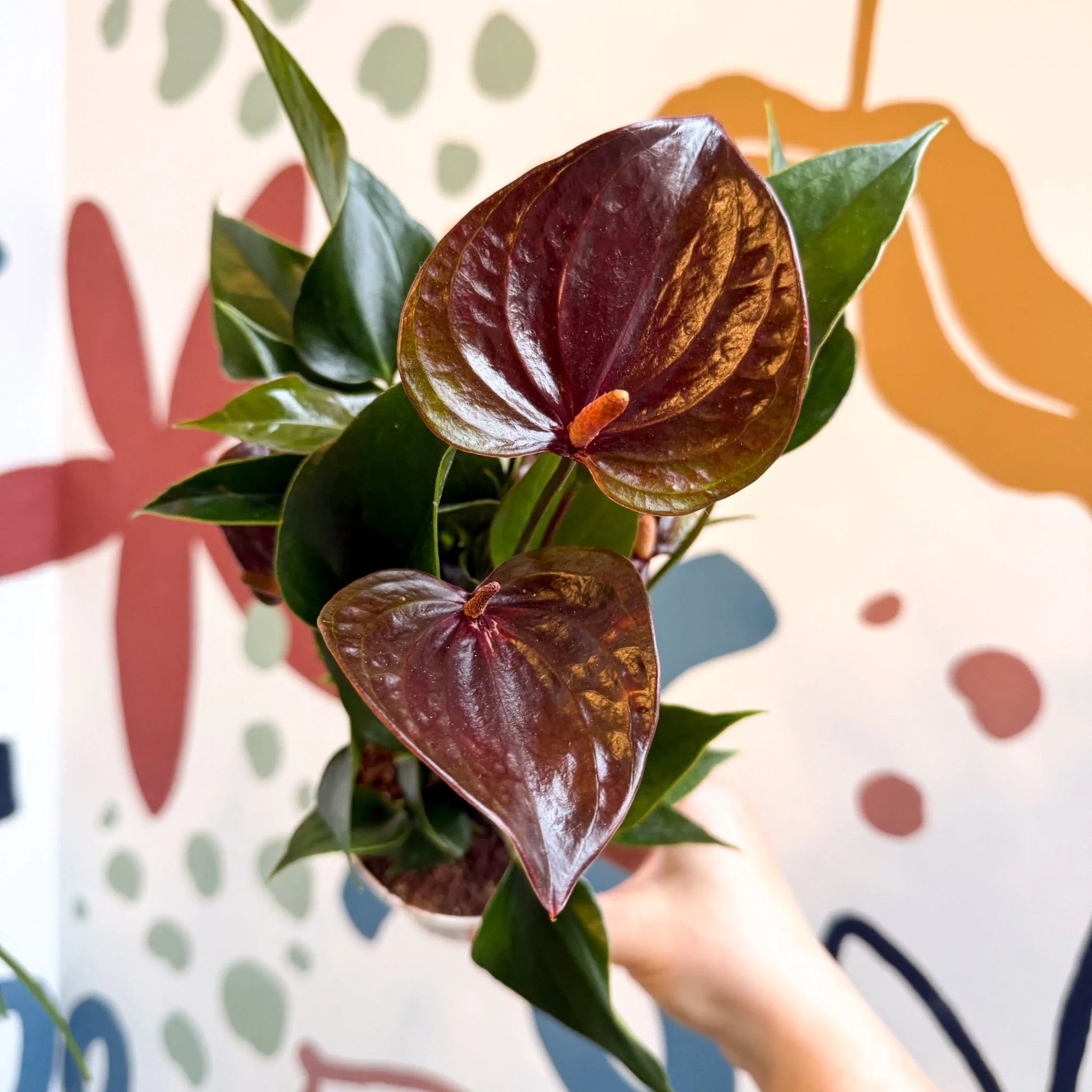 Anthurium andraeanum 'Paris Black' - Black Flamingo Flower