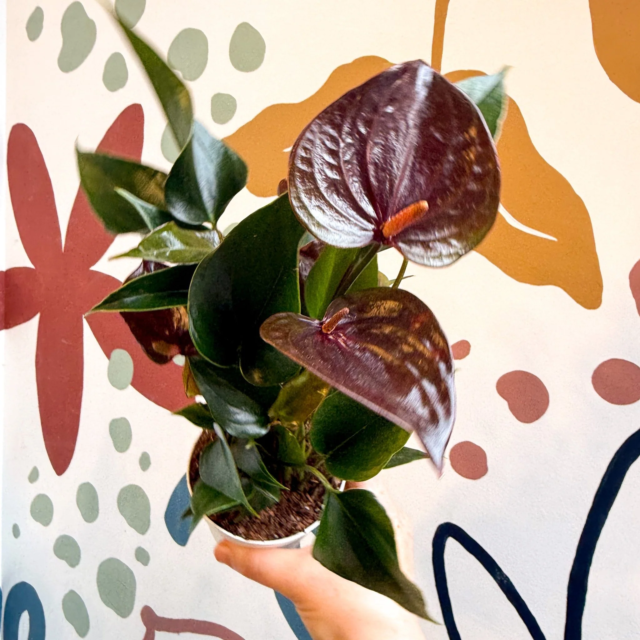 Anthurium andraeanum 'Paris Black' - Black Flamingo Flower - Image 10