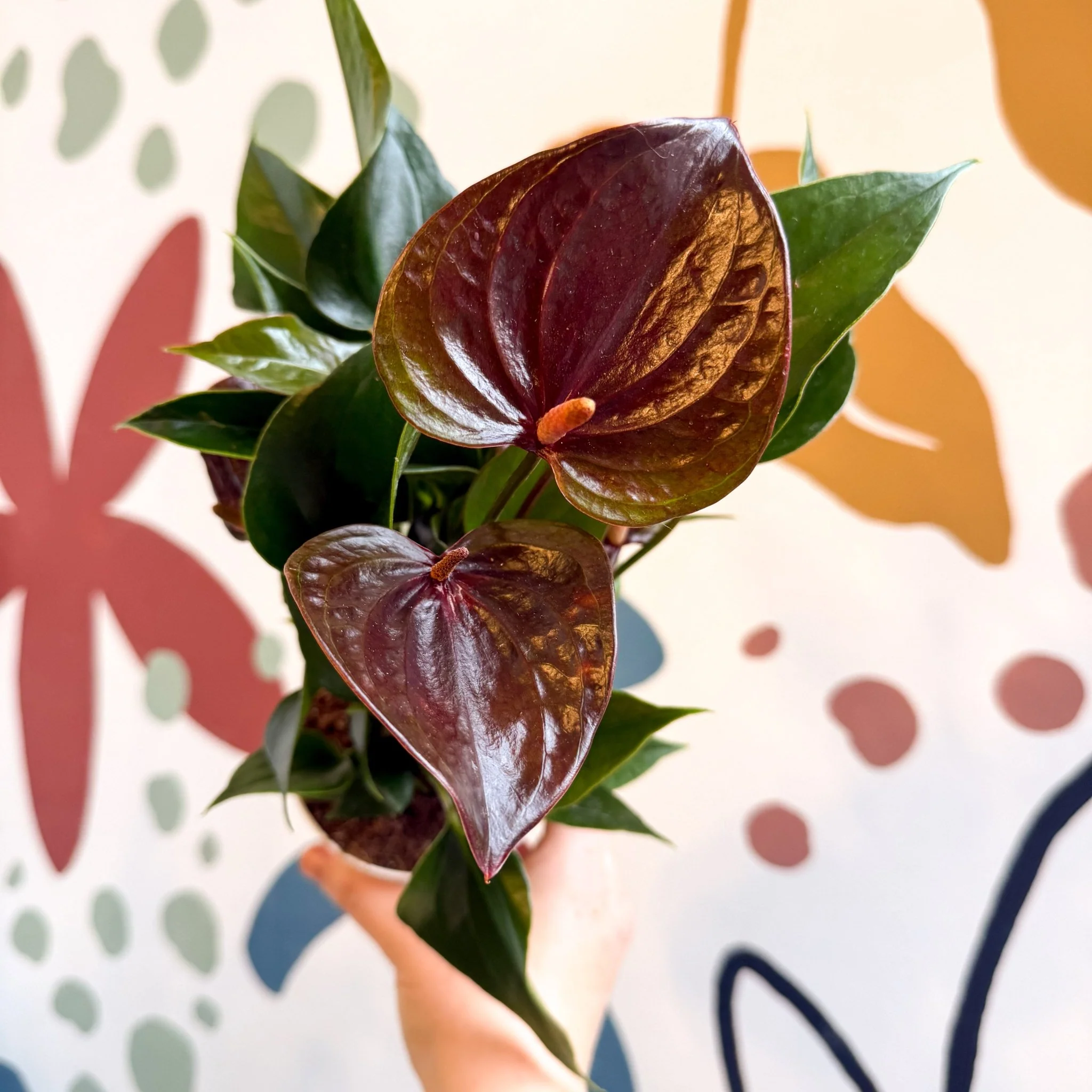 Anthurium andraeanum 'Paris Black' - Black Flamingo Flower - Image 11