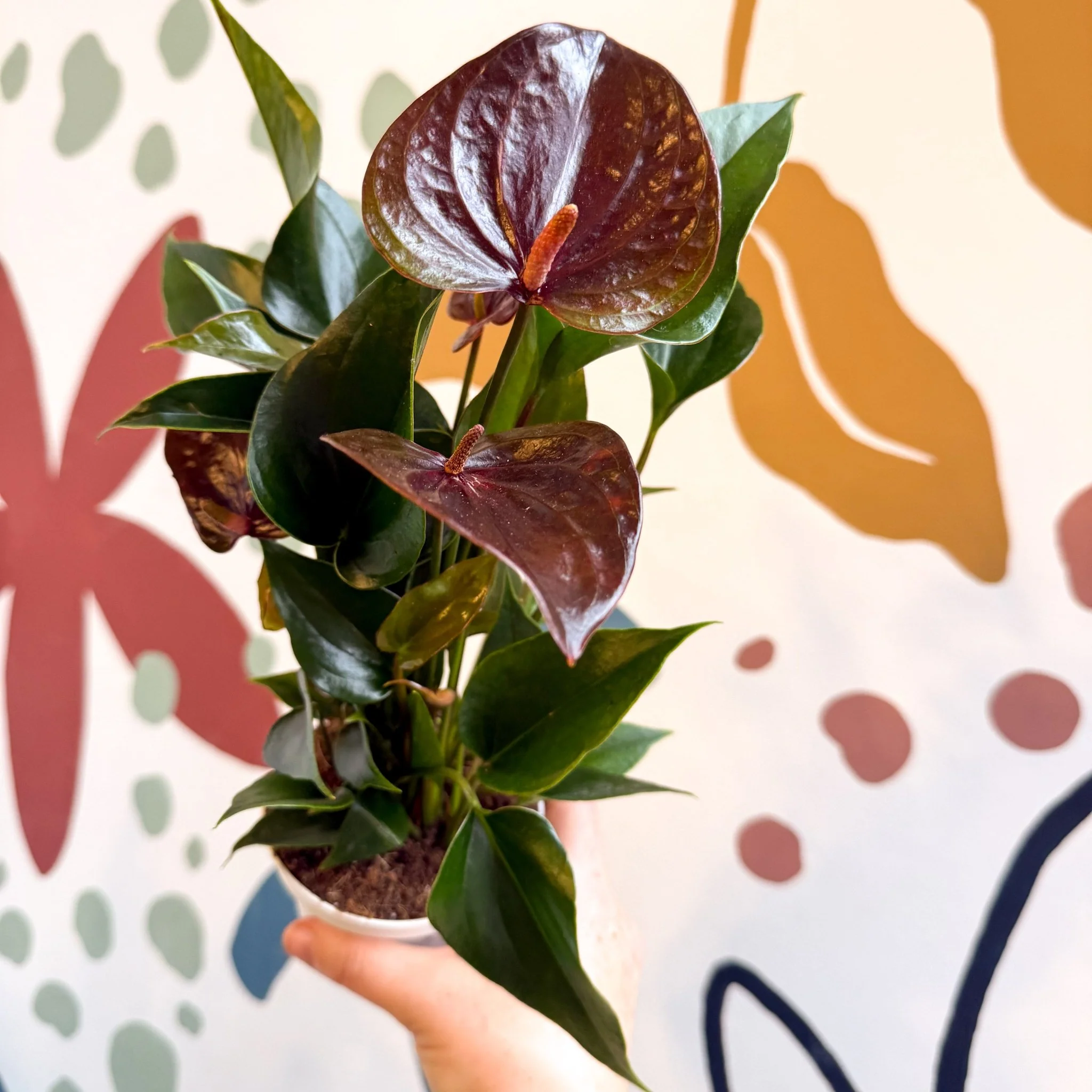 Anthurium andraeanum 'Paris Black' - Black Flamingo Flower - Image 12