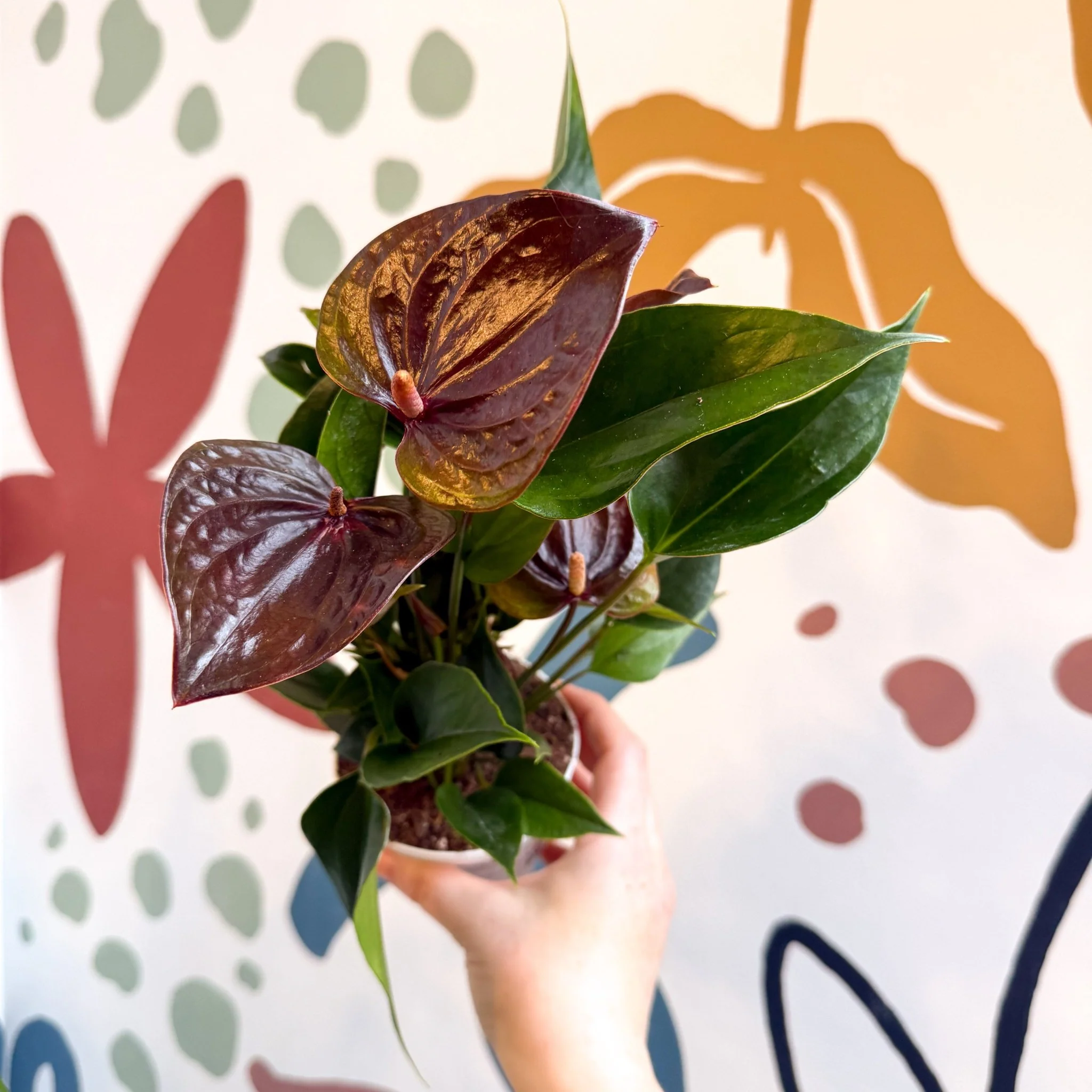 Anthurium andraeanum 'Paris Black' - Black Flamingo Flower - Image 2