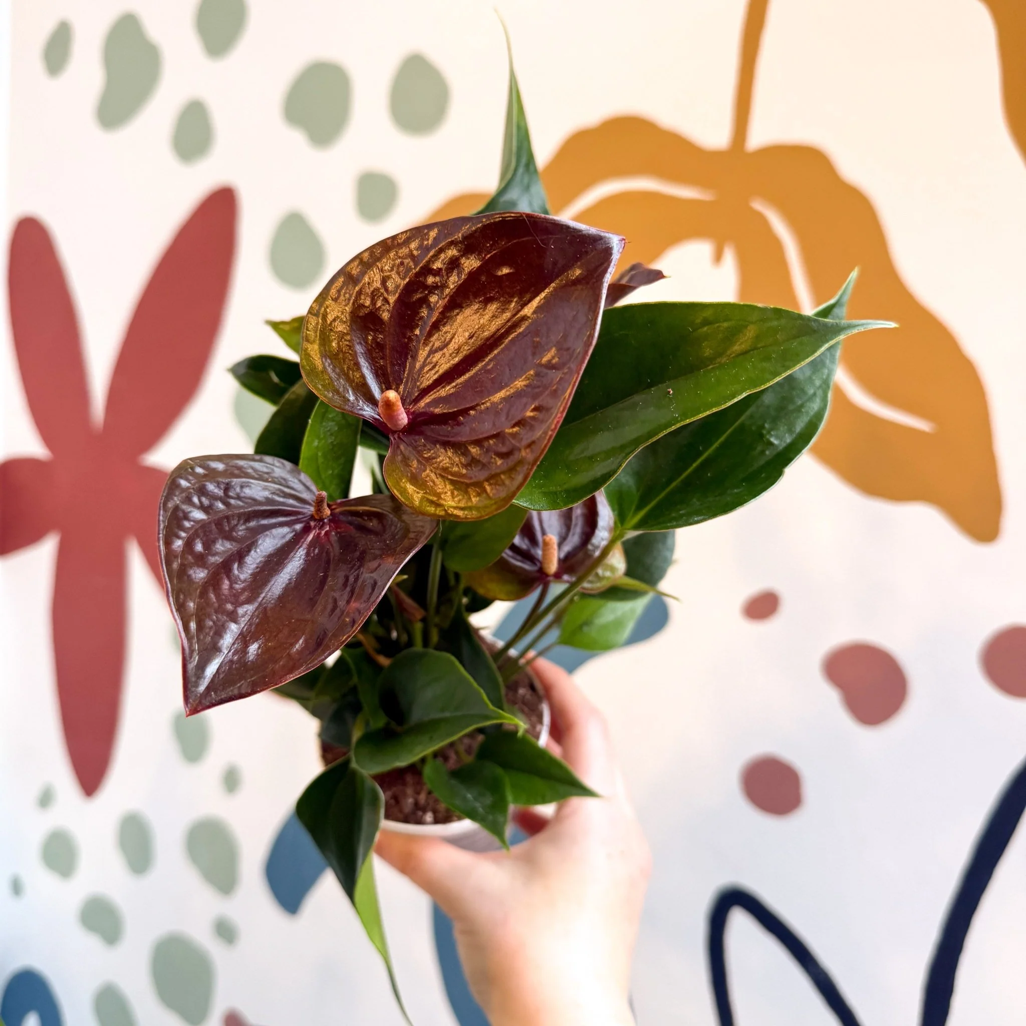Anthurium andraeanum 'Paris Black' - Black Flamingo Flower - Image 4