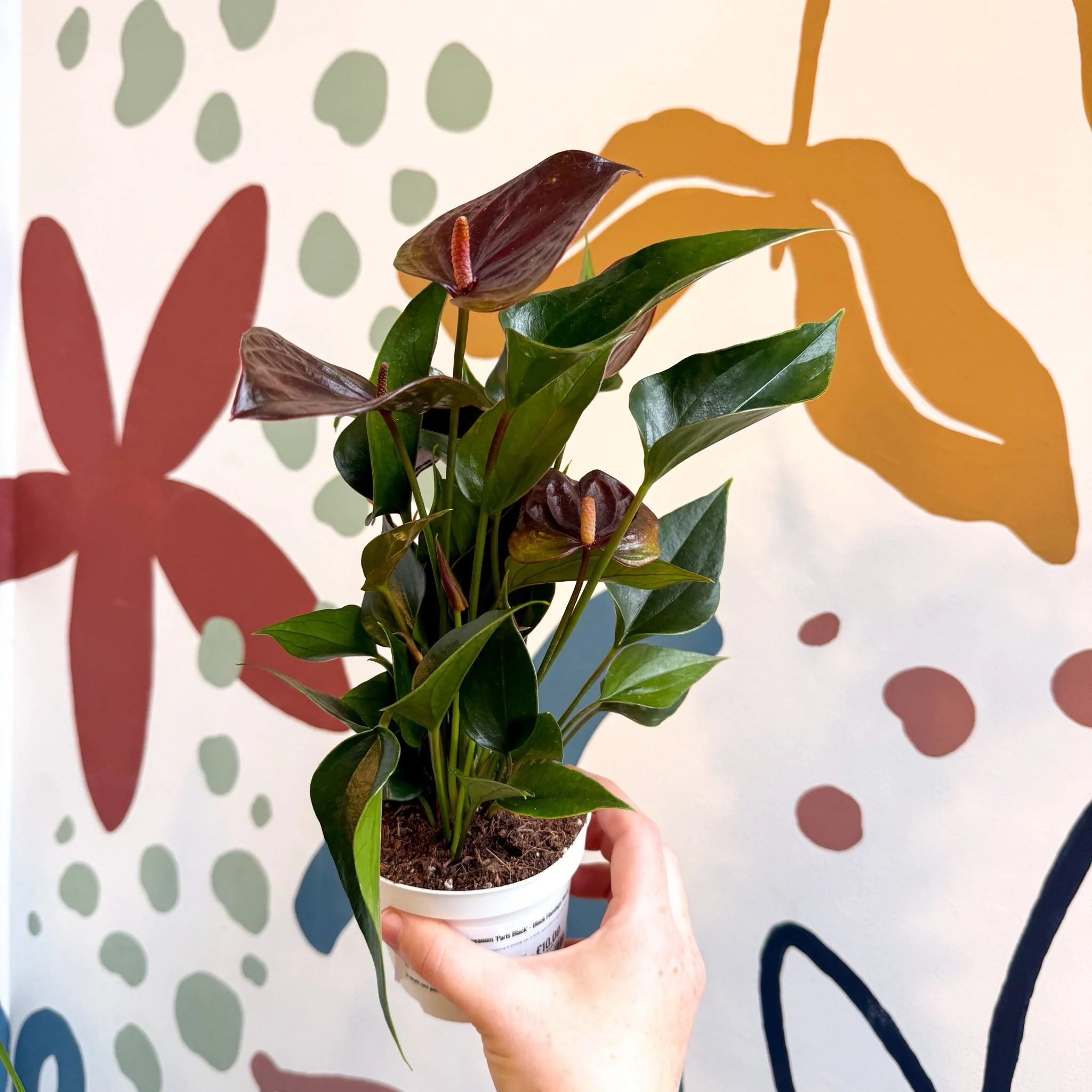 Anthurium andraeanum 'Paris Black' - Black Flamingo Flower - Image 5