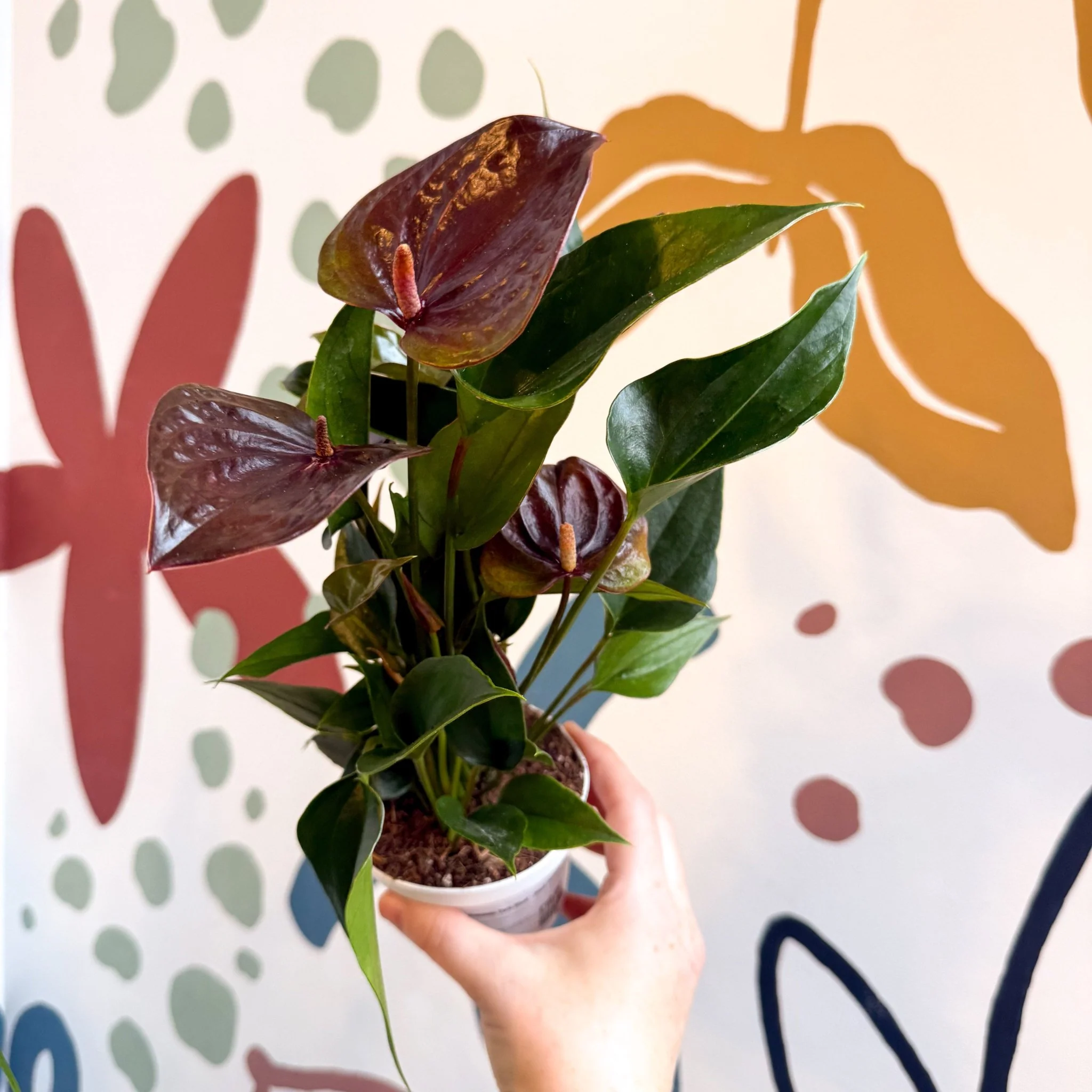 Anthurium andraeanum 'Paris Black' - Black Flamingo Flower - Image 6