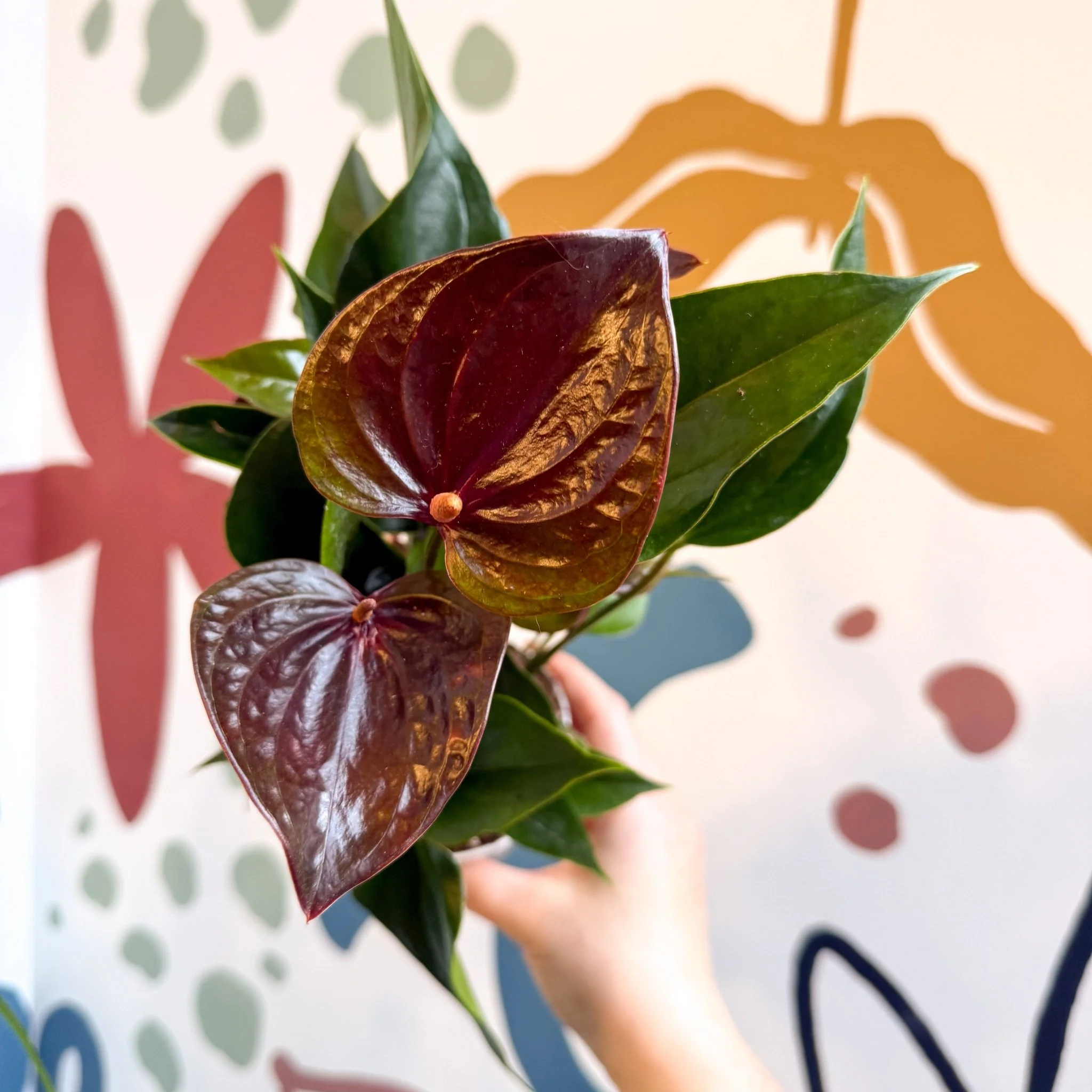 Anthurium andraeanum 'Paris Black' - Black Flamingo Flower - Image 7