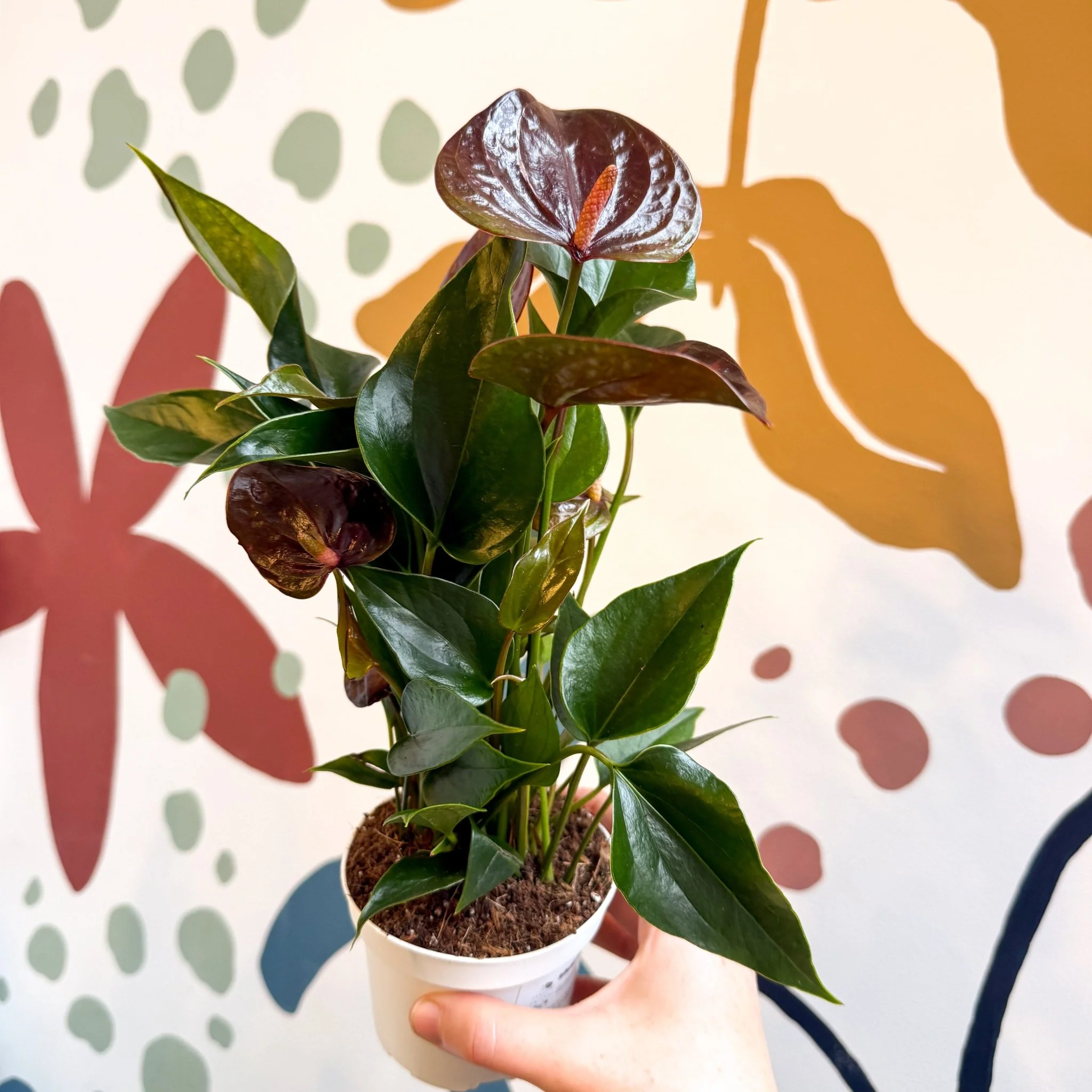 Anthurium andraeanum 'Paris Black' - Black Flamingo Flower - Image 8