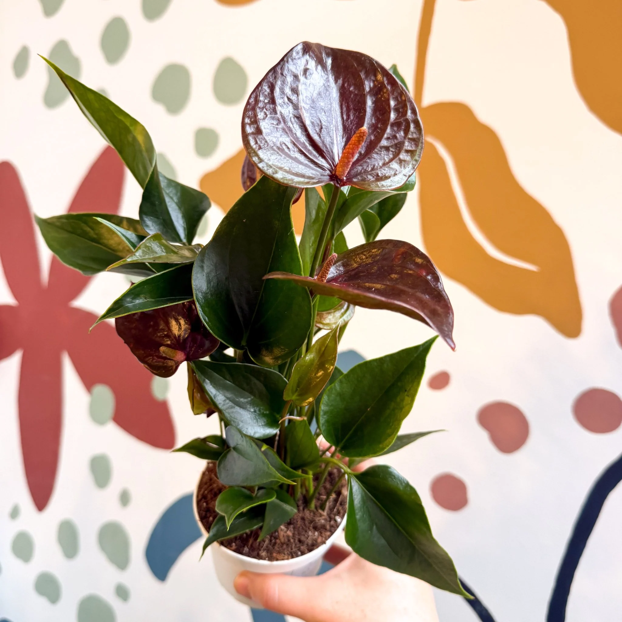 Anthurium andraeanum 'Paris Black' - Black Flamingo Flower - Image 9