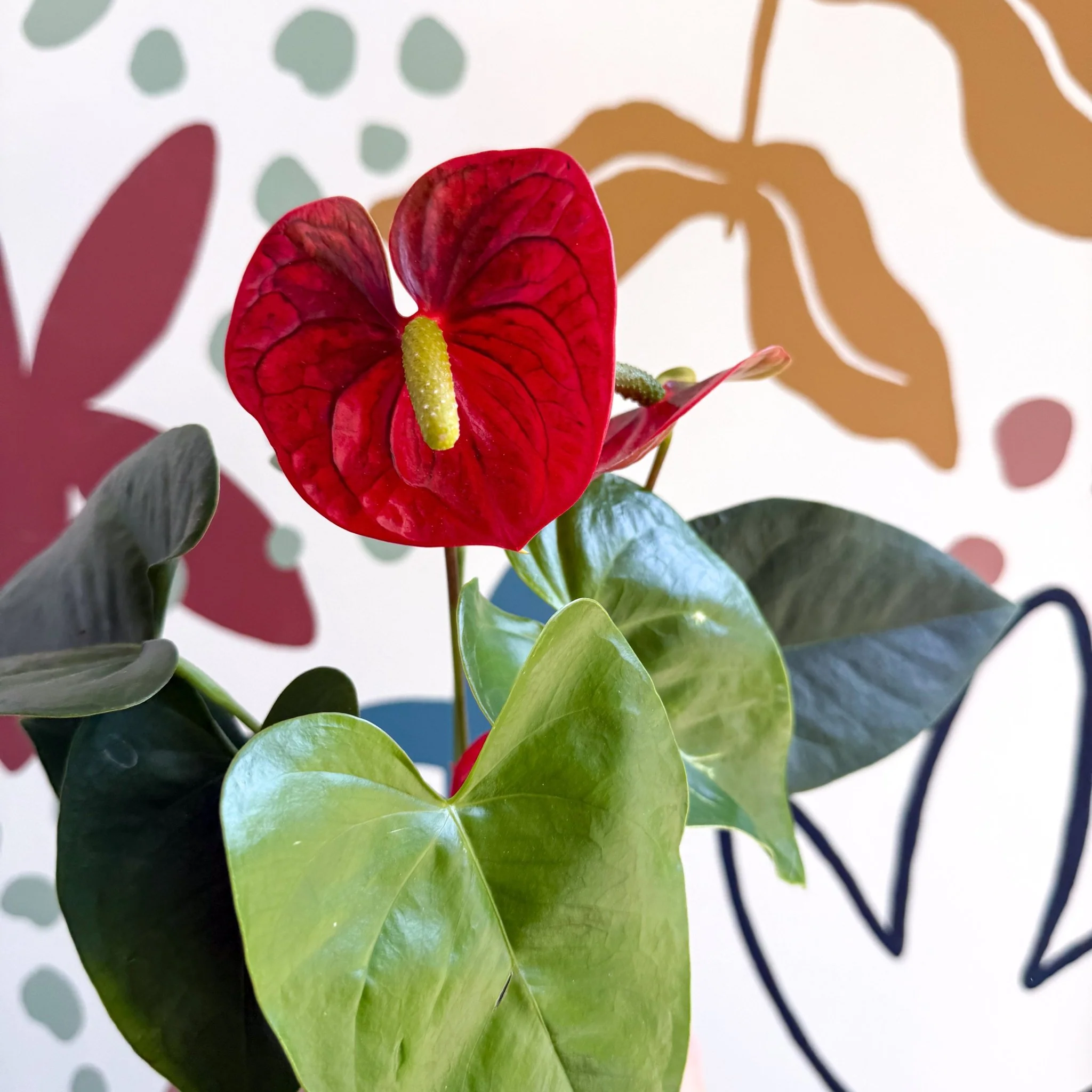 Anthurium andraeanum 'Royal Champion' Red Flamingo Flower
