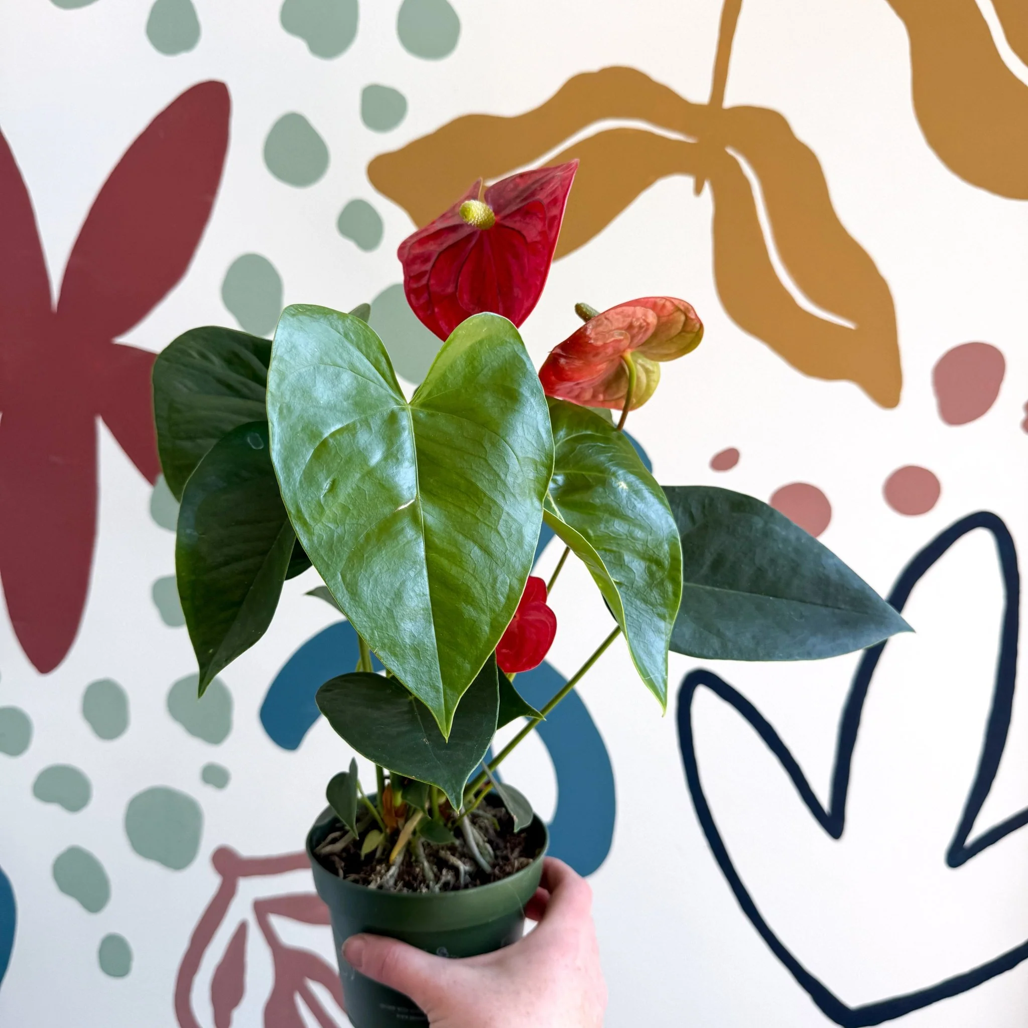 Anthurium andraeanum 'Royal Champion' Red Flamingo Flower - Image 2