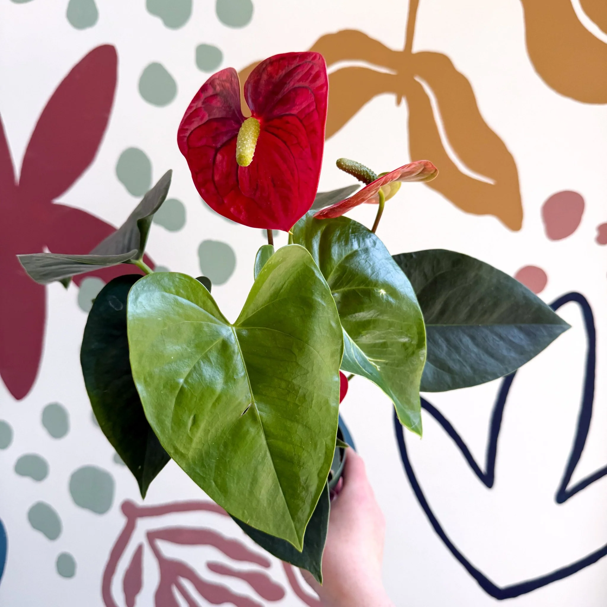 Anthurium andraeanum 'Royal Champion' Red Flamingo Flower - Image 3