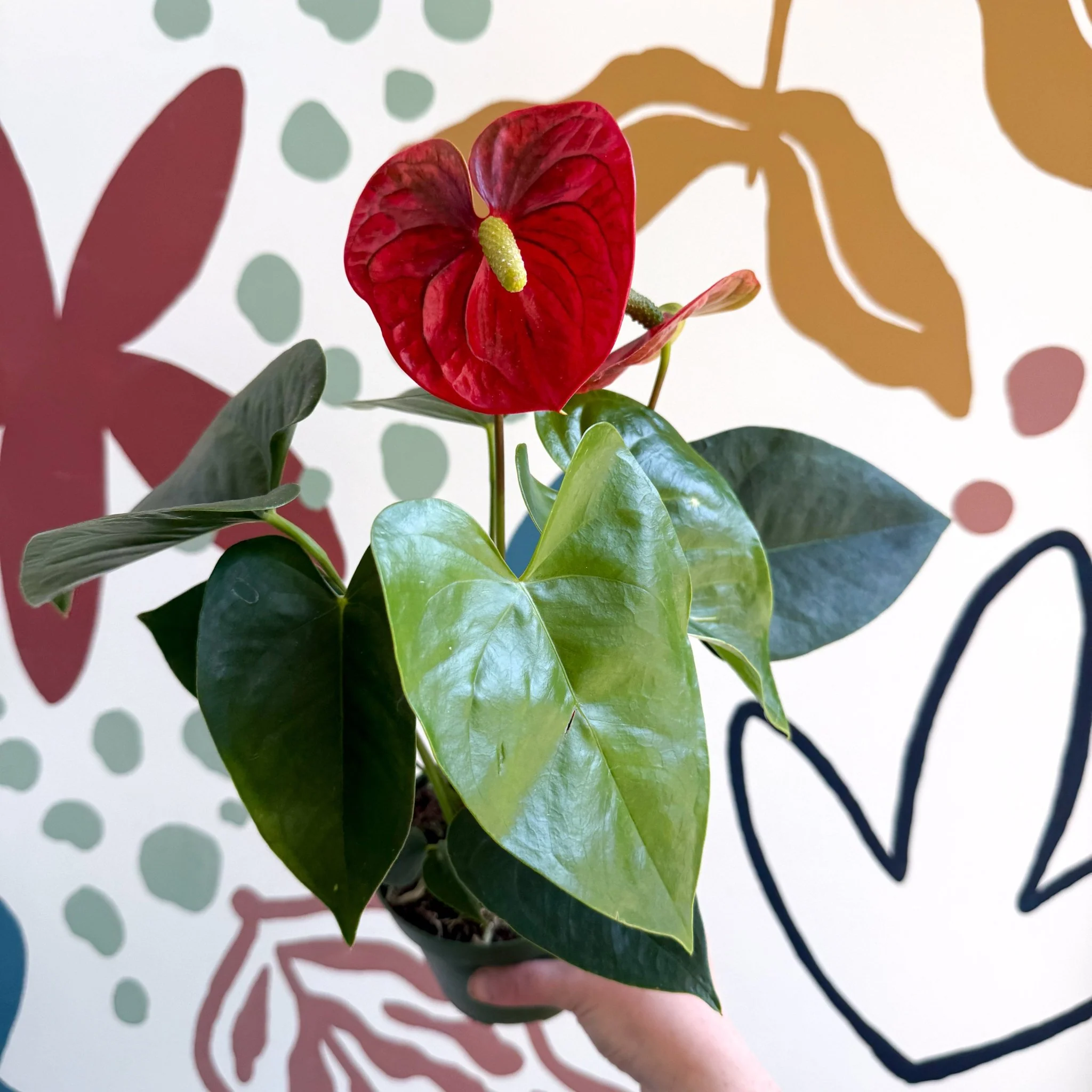 Anthurium andraeanum 'Royal Champion' Red Flamingo Flower - Image 4