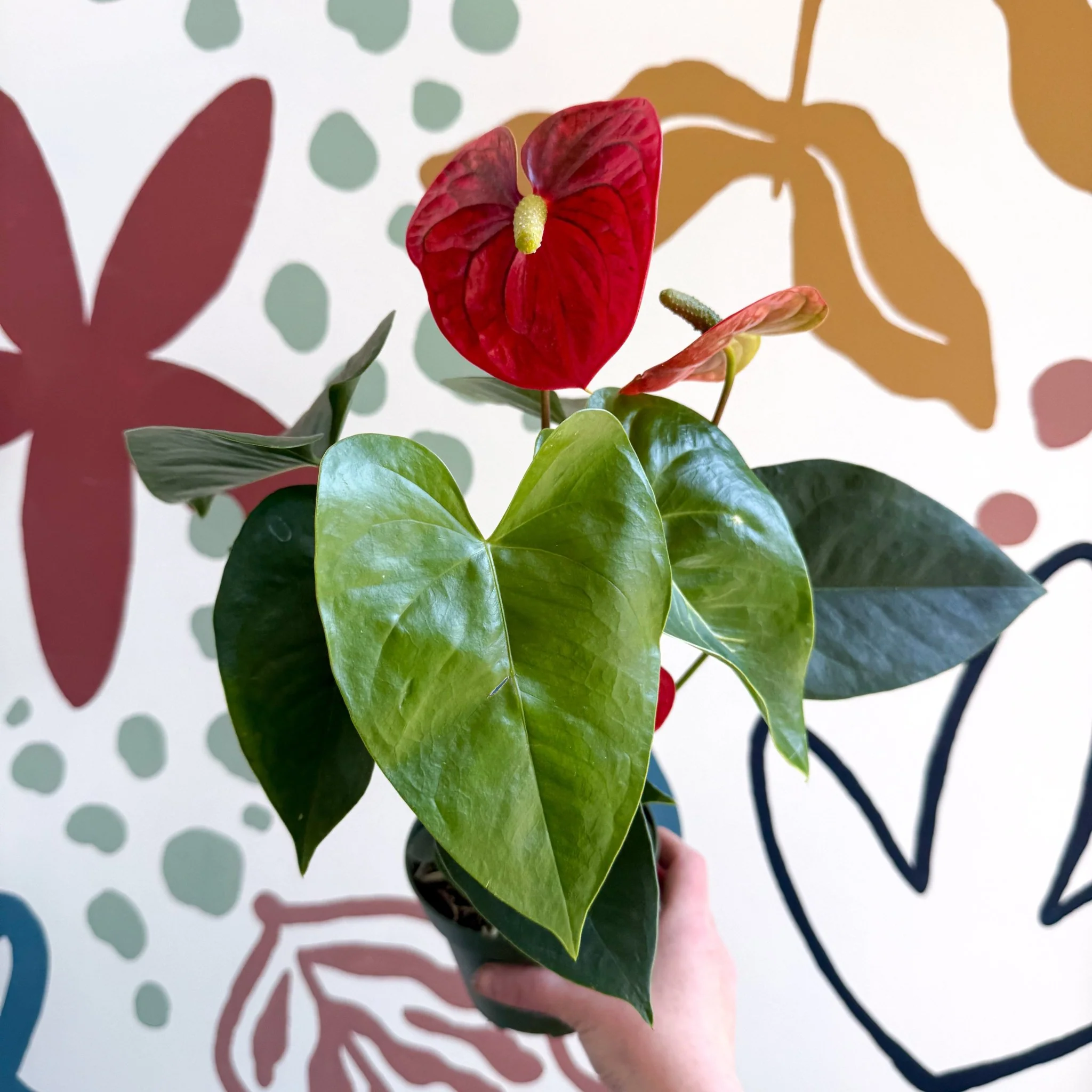 Anthurium andraeanum 'Royal Champion' Red Flamingo Flower - Image 5