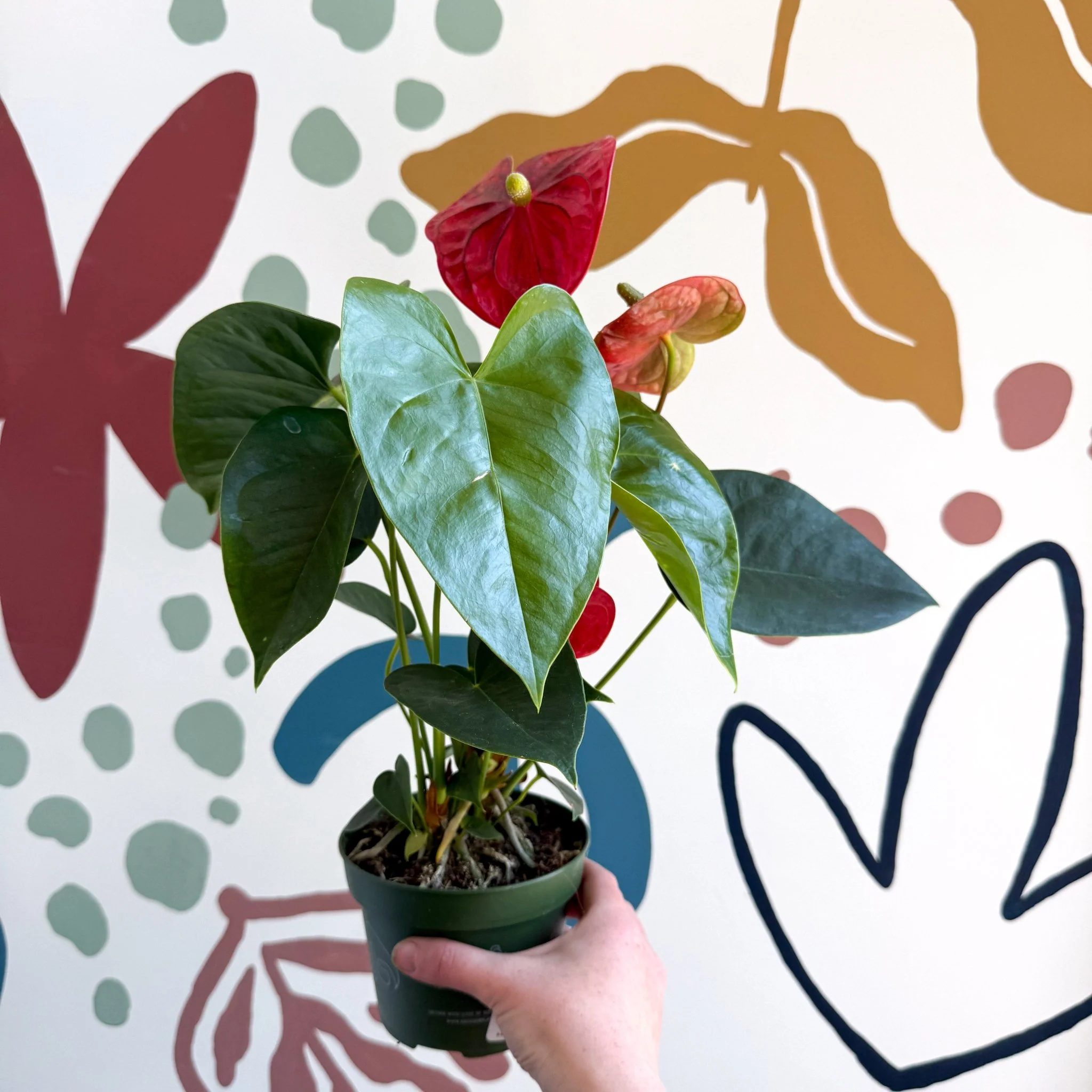 Anthurium andraeanum 'Royal Champion' Red Flamingo Flower - Image 6