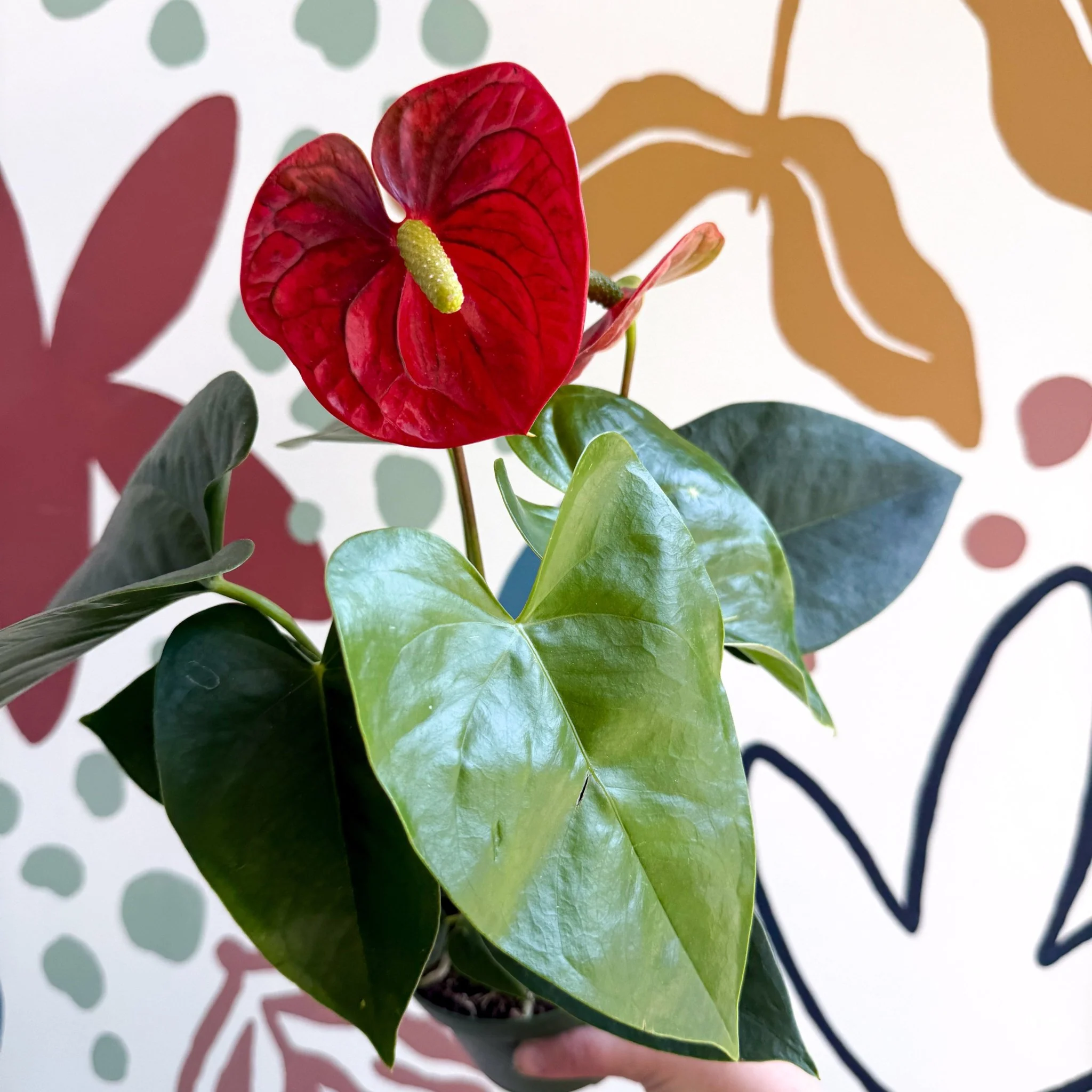 Anthurium andraeanum 'Royal Champion' Red Flamingo Flower - Image 7