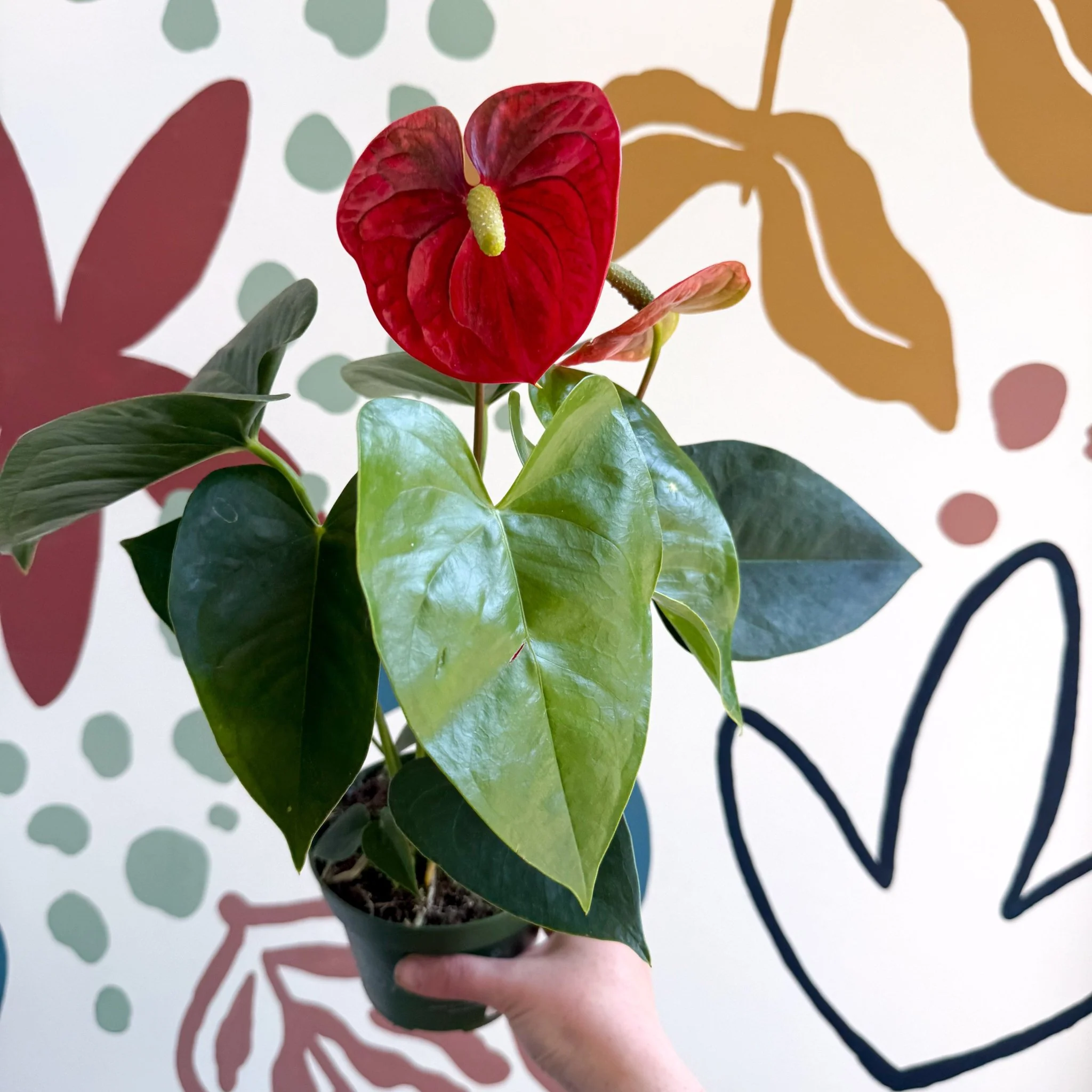 Anthurium andraeanum 'Royal Champion' Red Flamingo Flower - Image 8