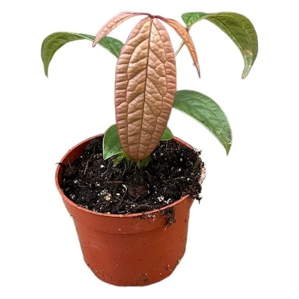 Anthurium arisaemoides - Image 2