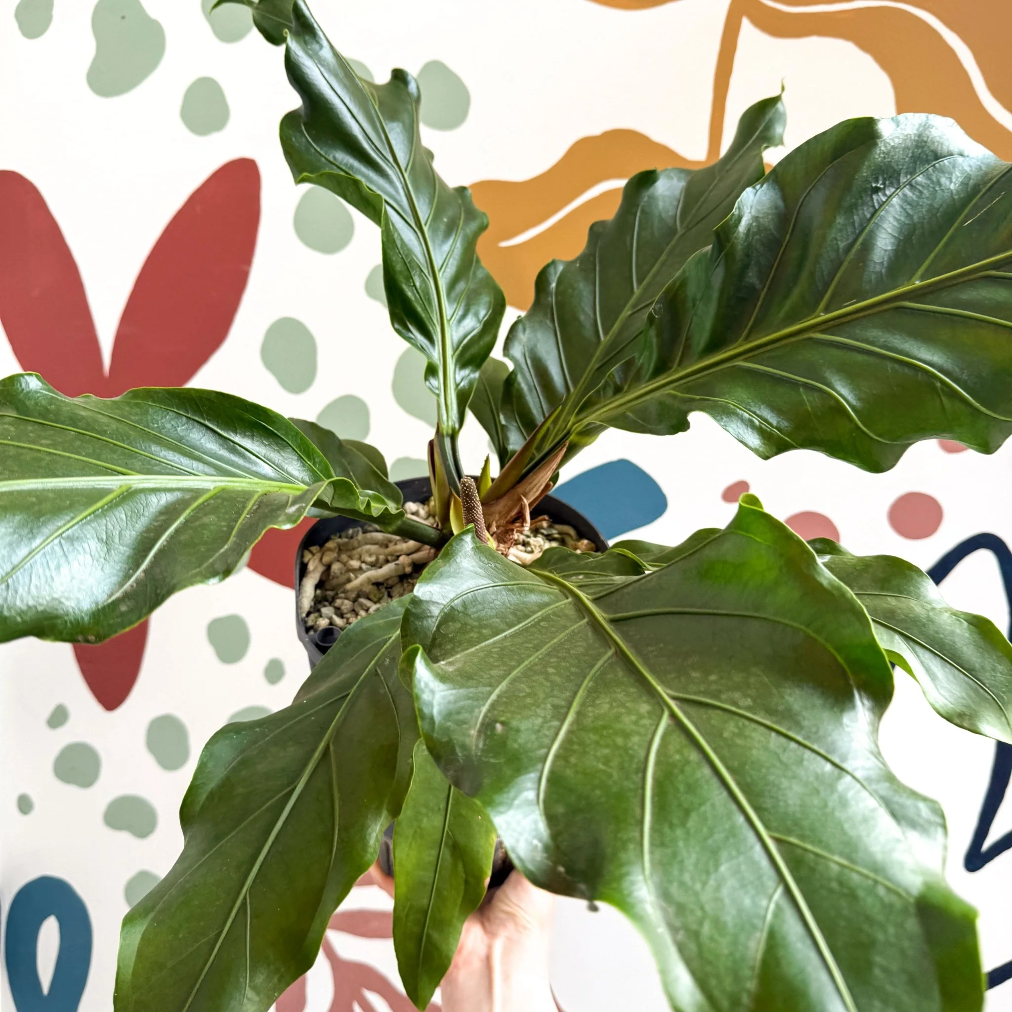 Anthurium crassinervium ‘Karma Birdnest’