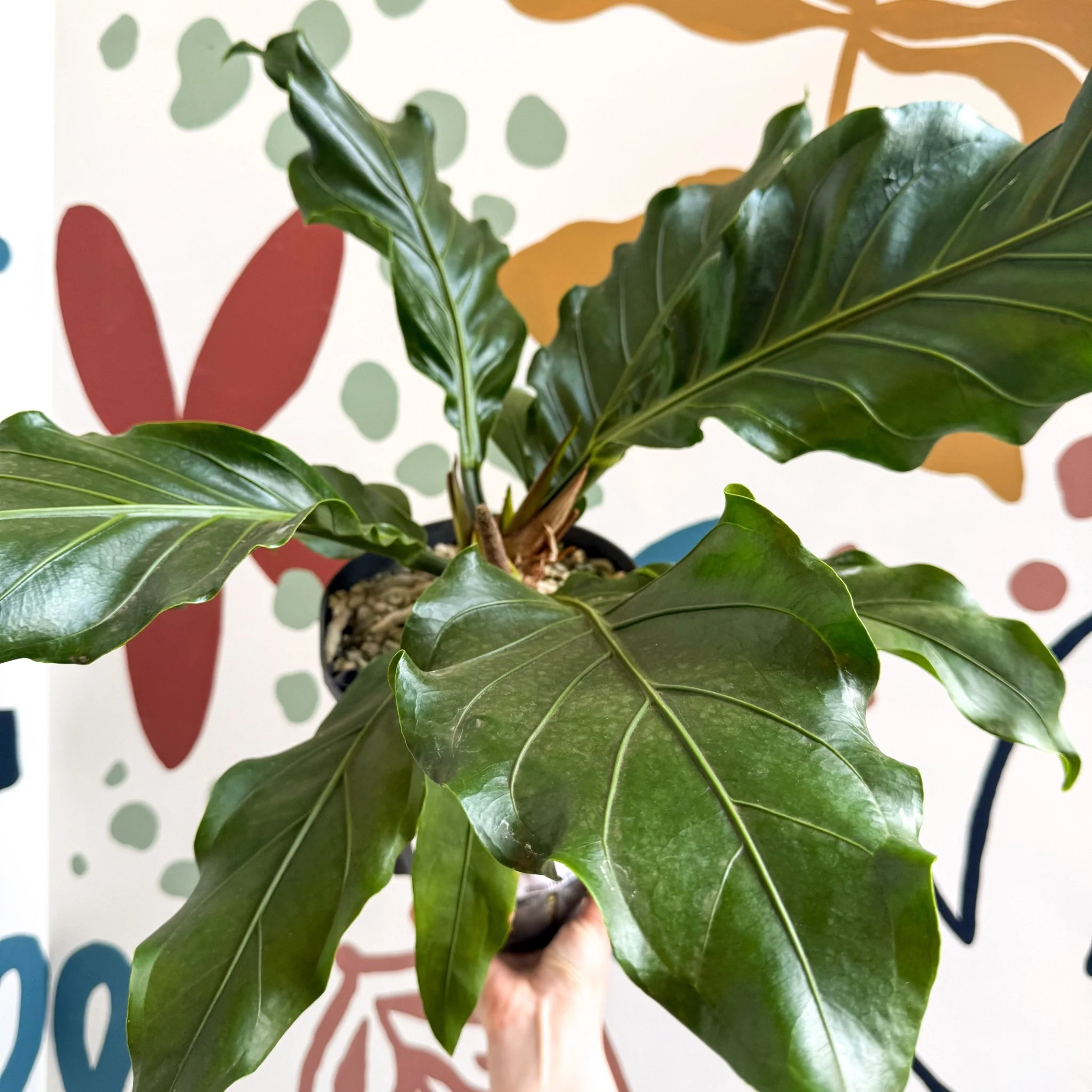 Anthurium crassinervium ‘Karma Birdnest’ - Image 2