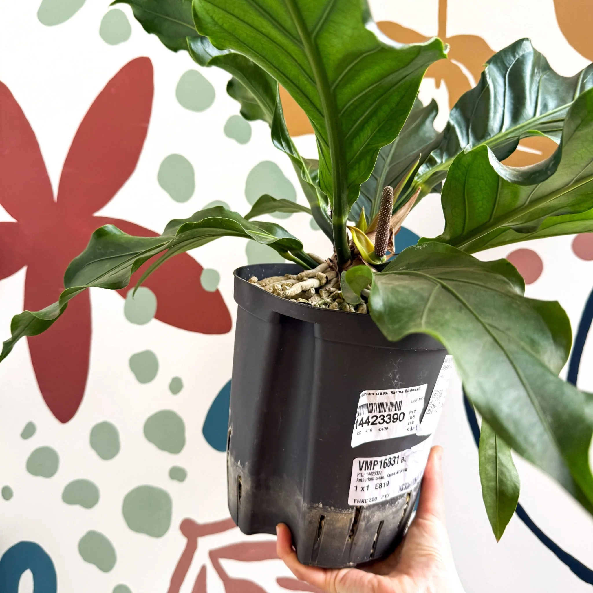 Anthurium crassinervium ‘Karma Birdnest’ - Image 3