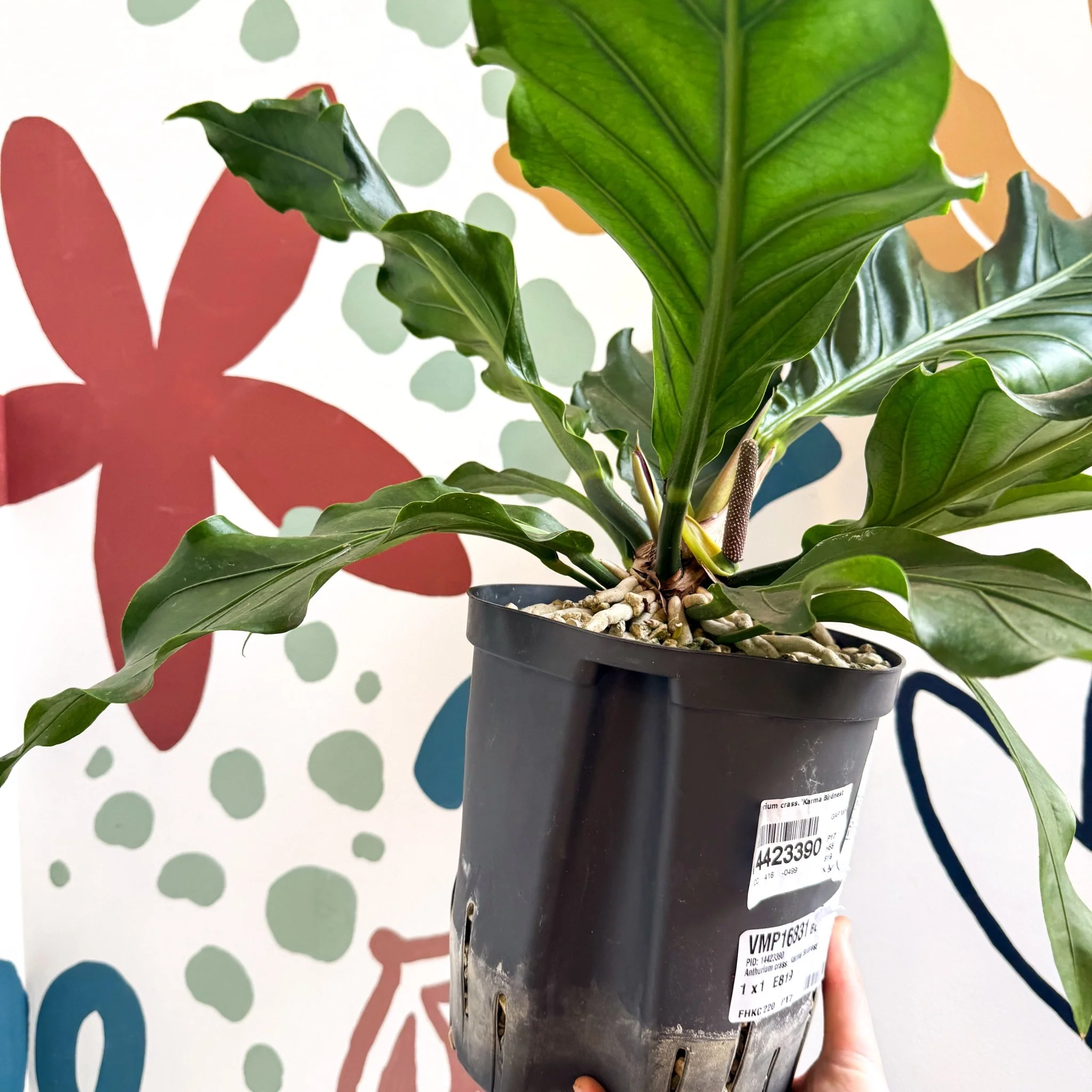 Anthurium crassinervium ‘Karma Birdnest’ - Image 4