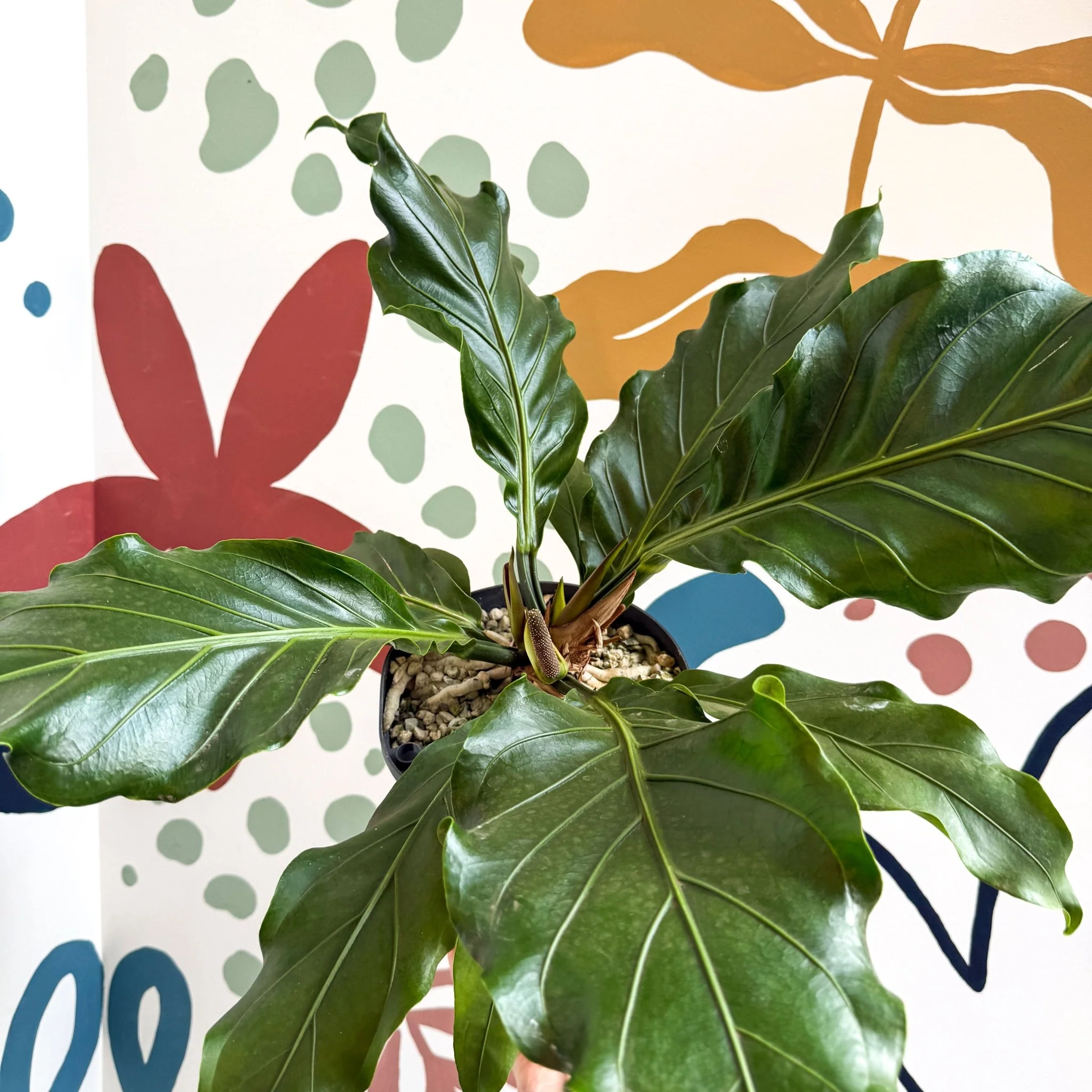Anthurium crassinervium ‘Karma Birdnest’ - Image 5