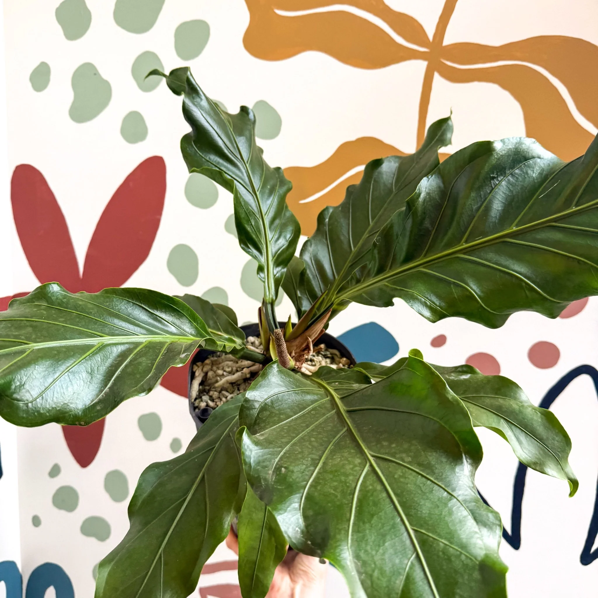 Anthurium crassinervium ‘Karma Birdnest’ - Image 6