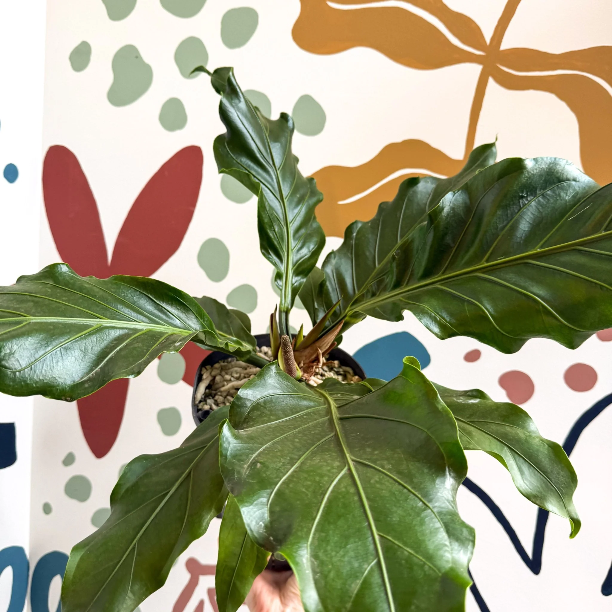 Anthurium crassinervium ‘Karma Birdnest’ - Image 7