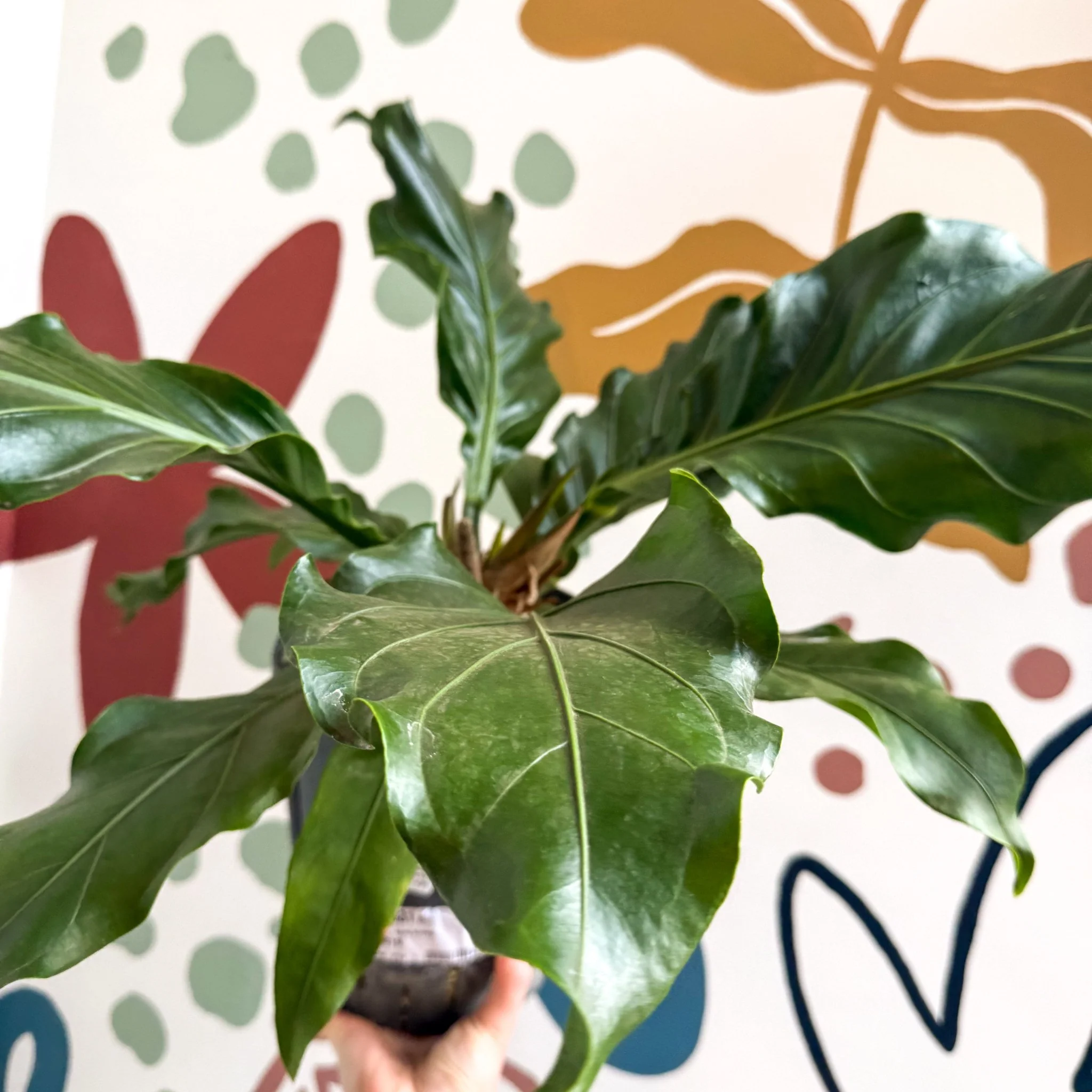Anthurium crassinervium ‘Karma Birdnest’ - Image 8
