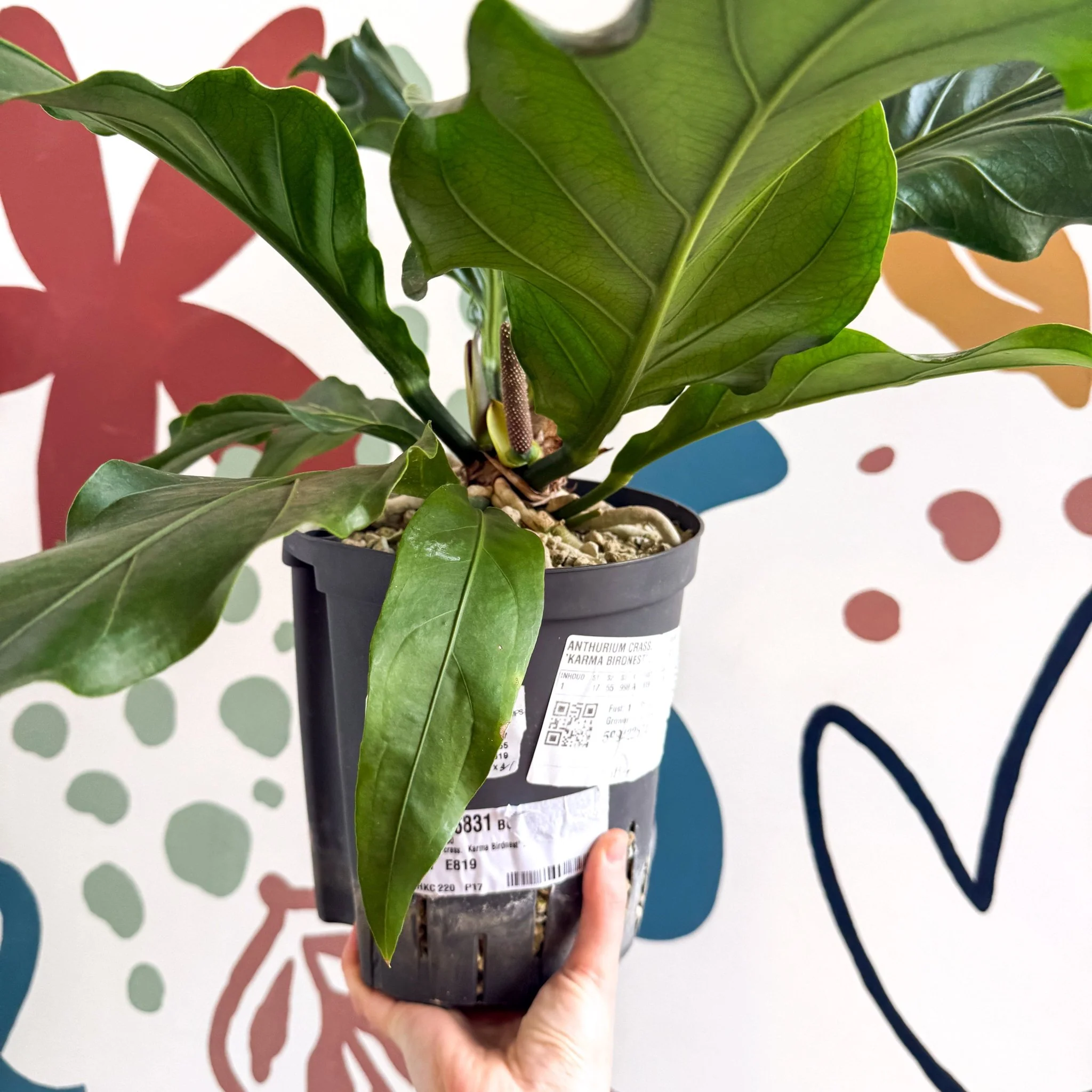 Anthurium crassinervium ‘Karma Birdnest’ - Image 9