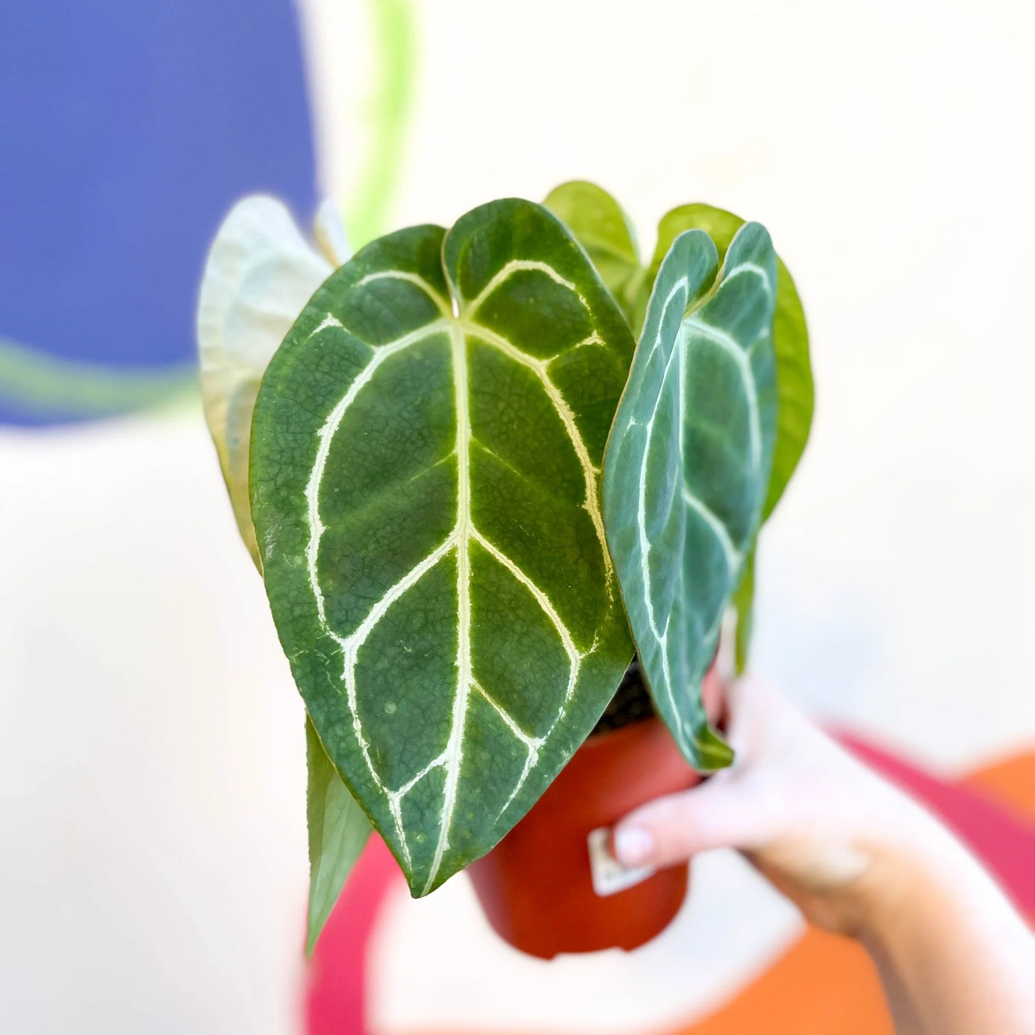 Anthurium crystallinum