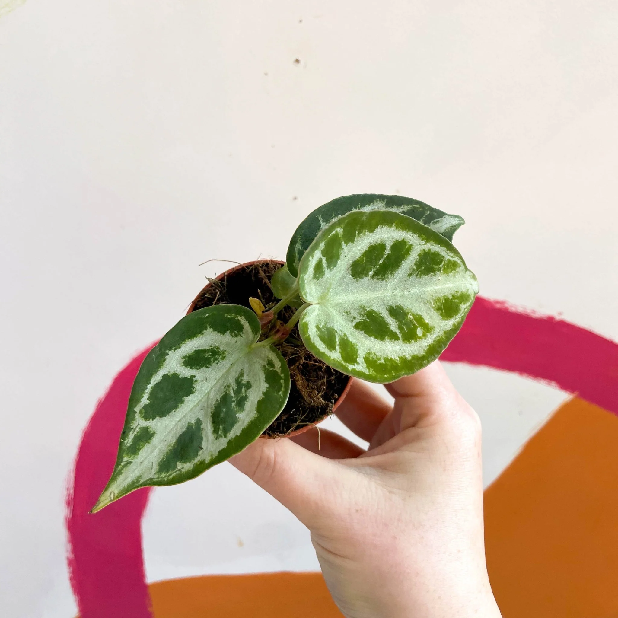 Anthurium crystallinum - Image 10