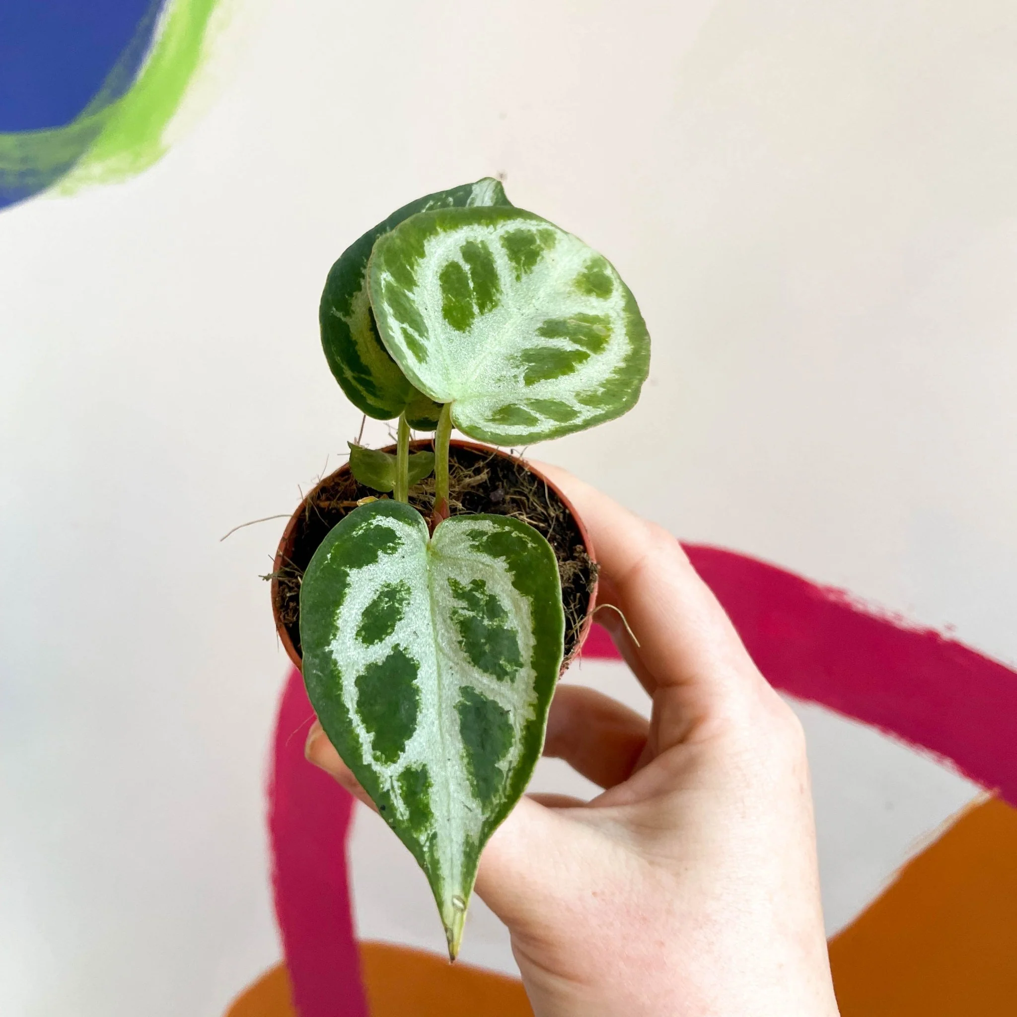 Anthurium crystallinum - Image 11