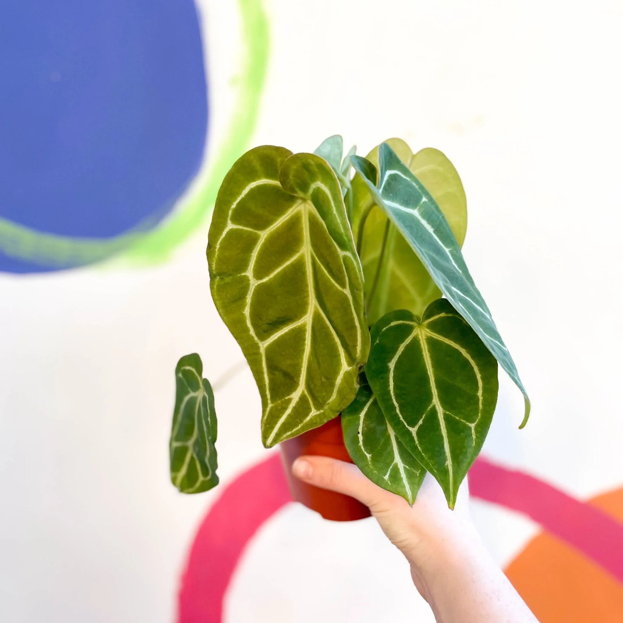 Anthurium crystallinum - Image 2