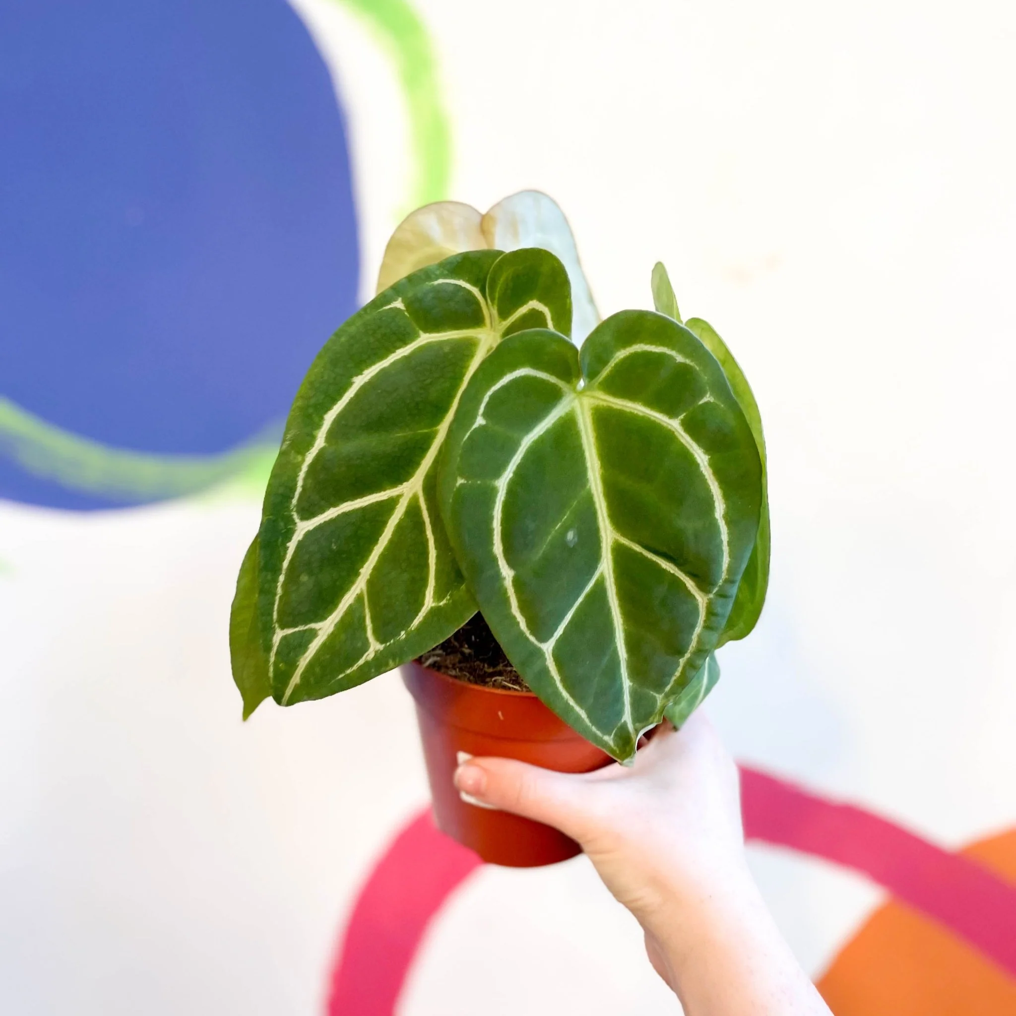 Anthurium crystallinum - Image 3