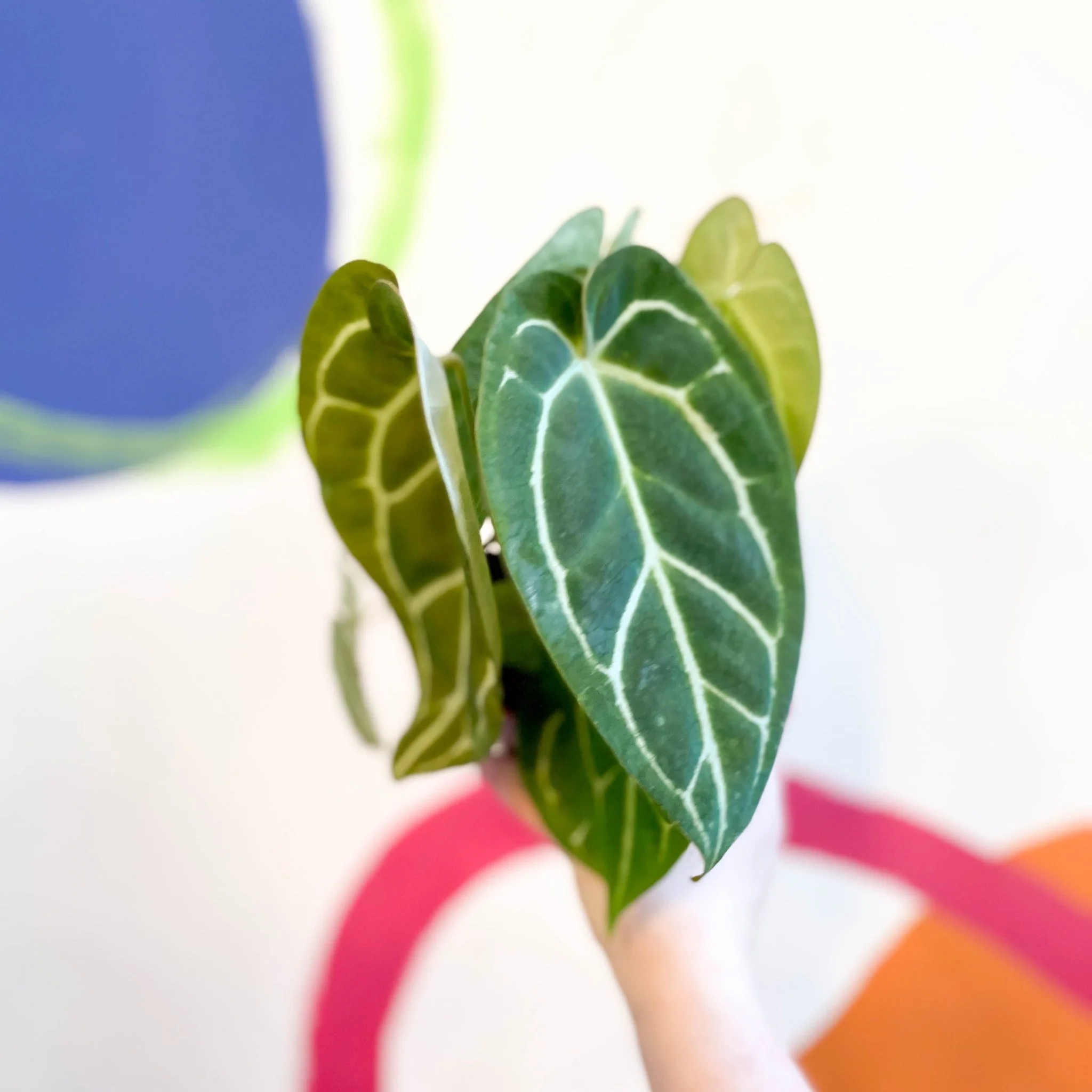Anthurium crystallinum - Image 4