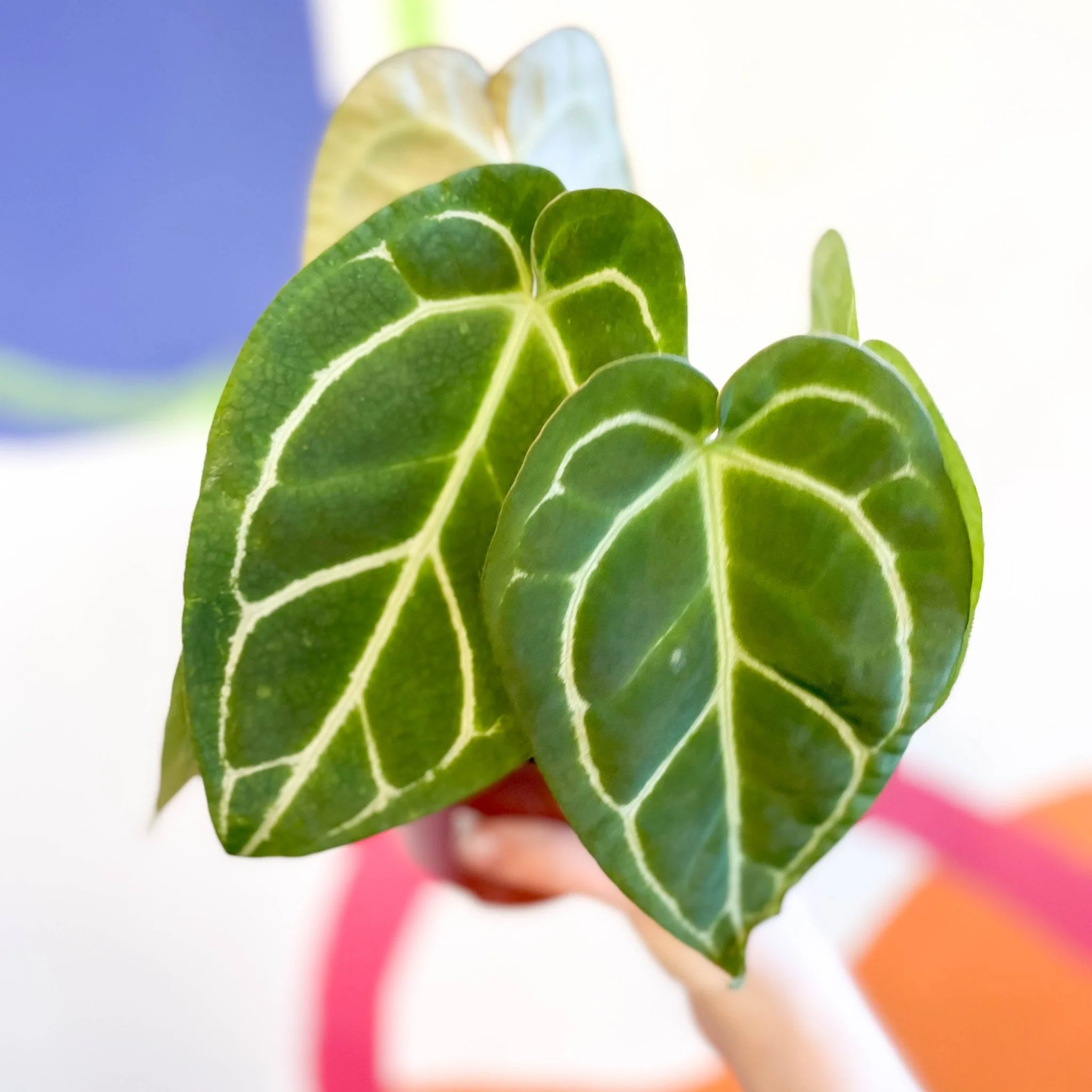 Anthurium crystallinum - Image 5