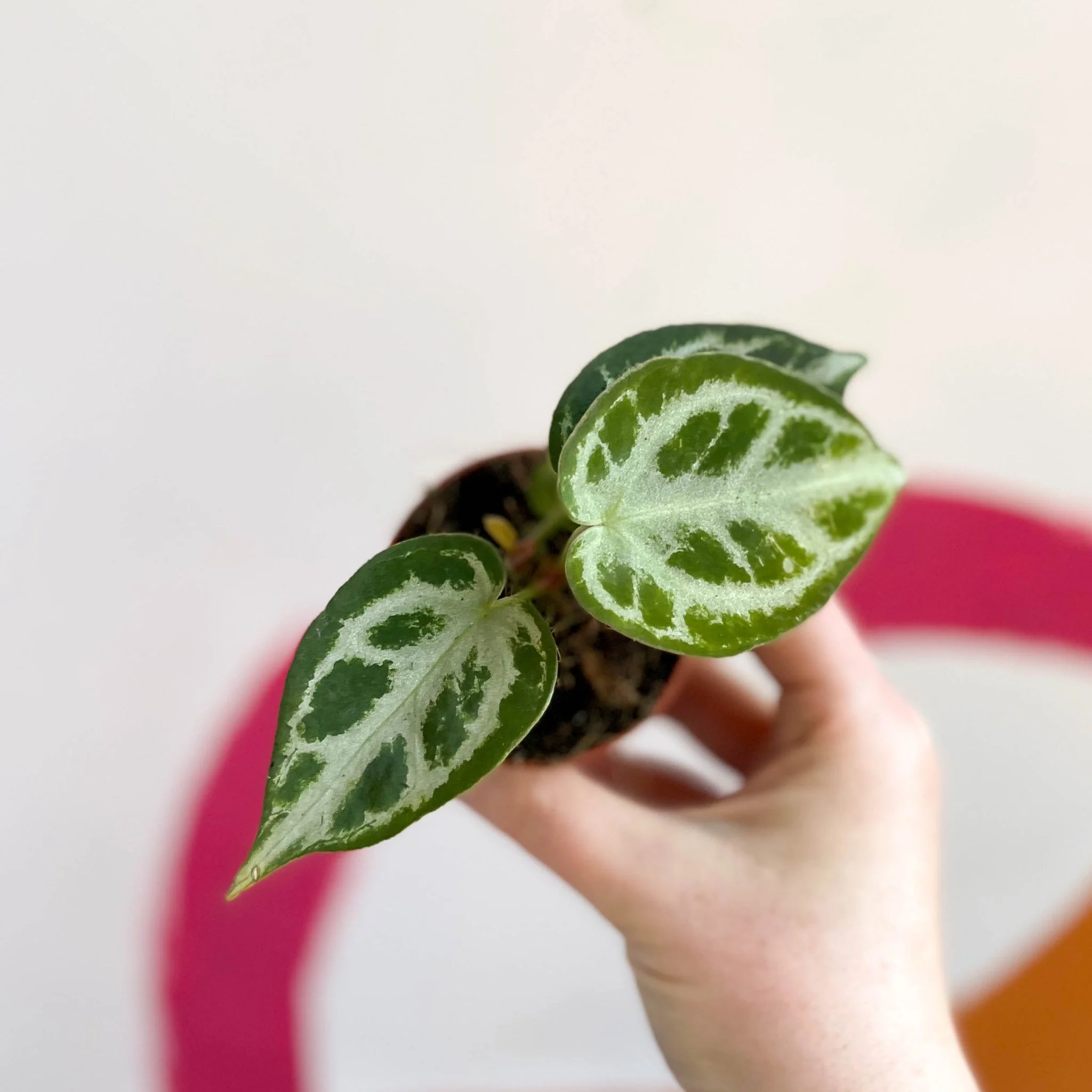 Anthurium crystallinum - Image 6