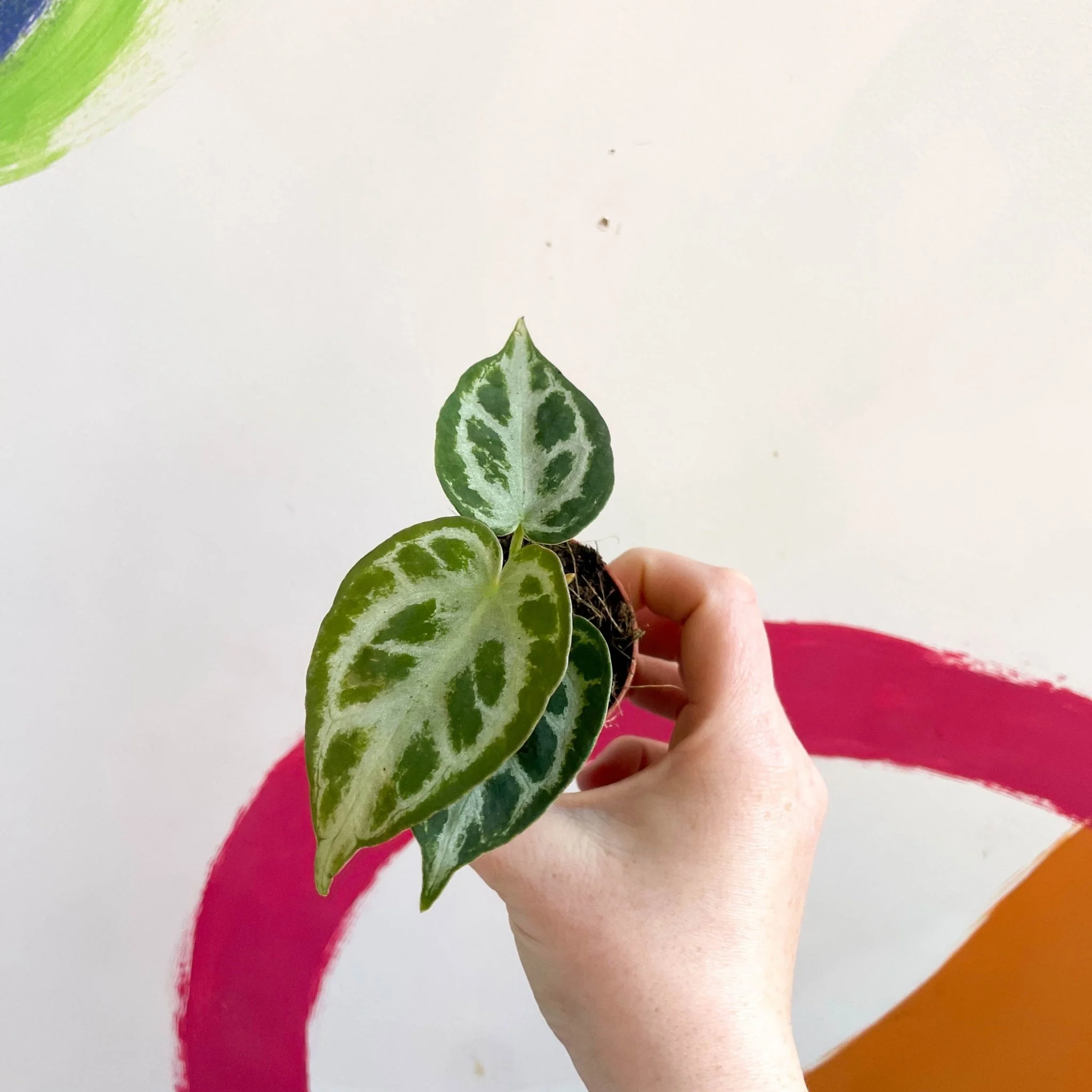 Anthurium crystallinum - Image 8