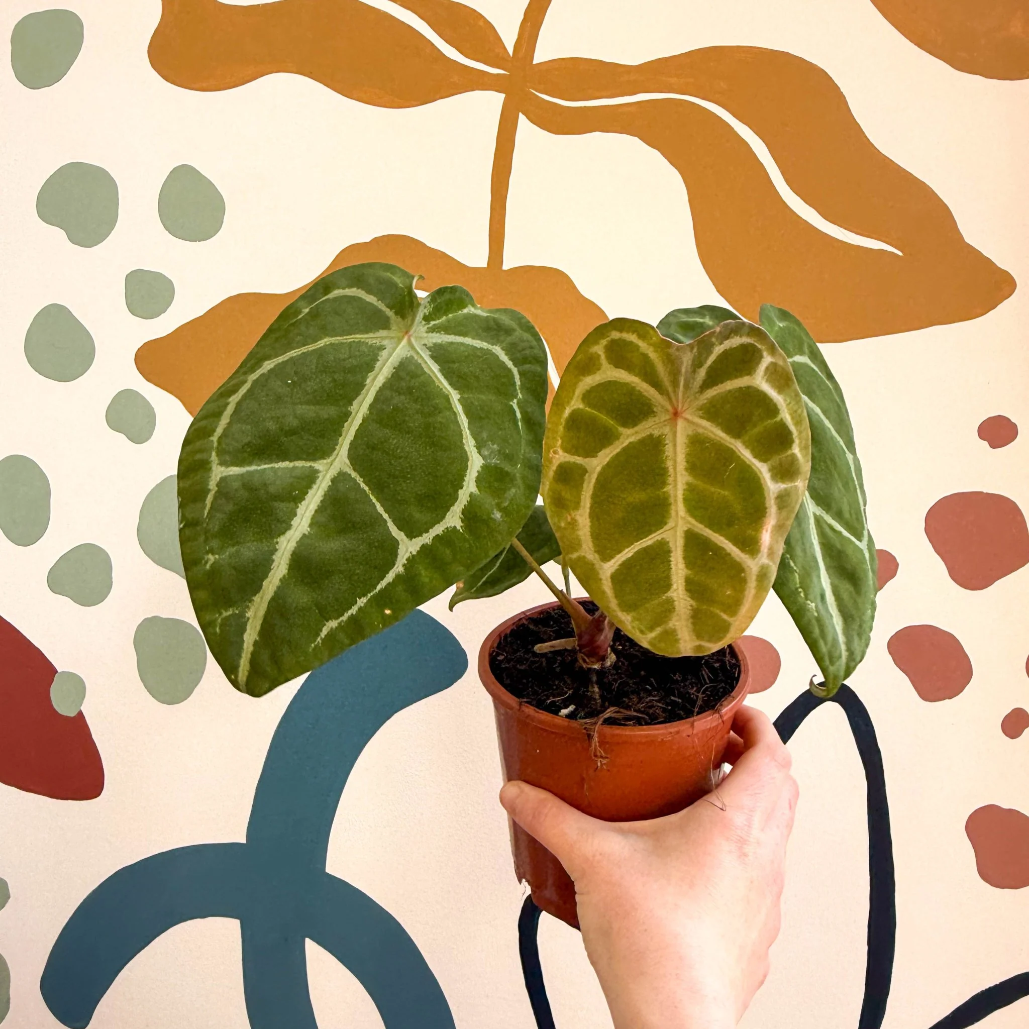 Anthurium forgetii ā Velvet Shield Plant