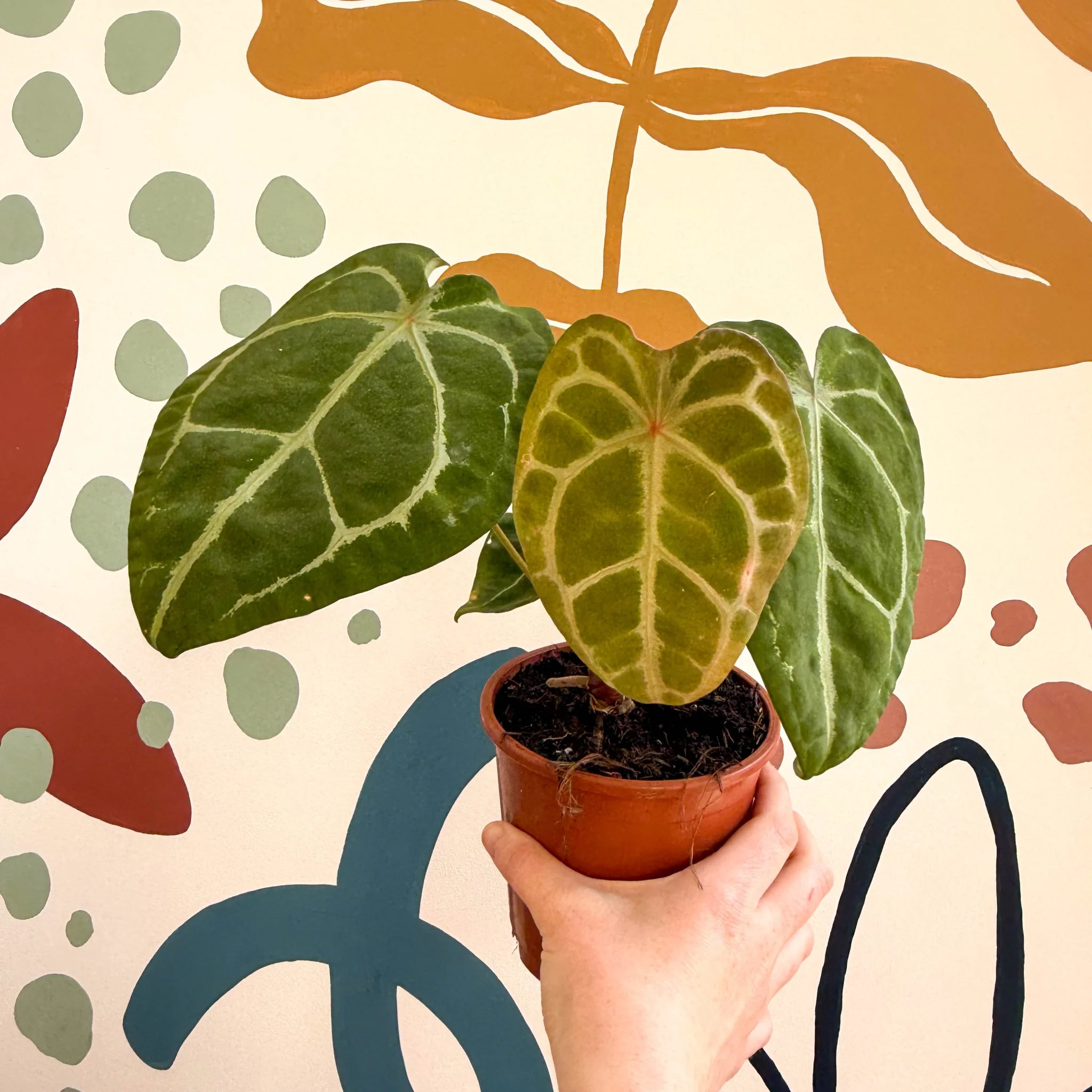 Anthurium forgetii ā Velvet Shield Plant - Image 10