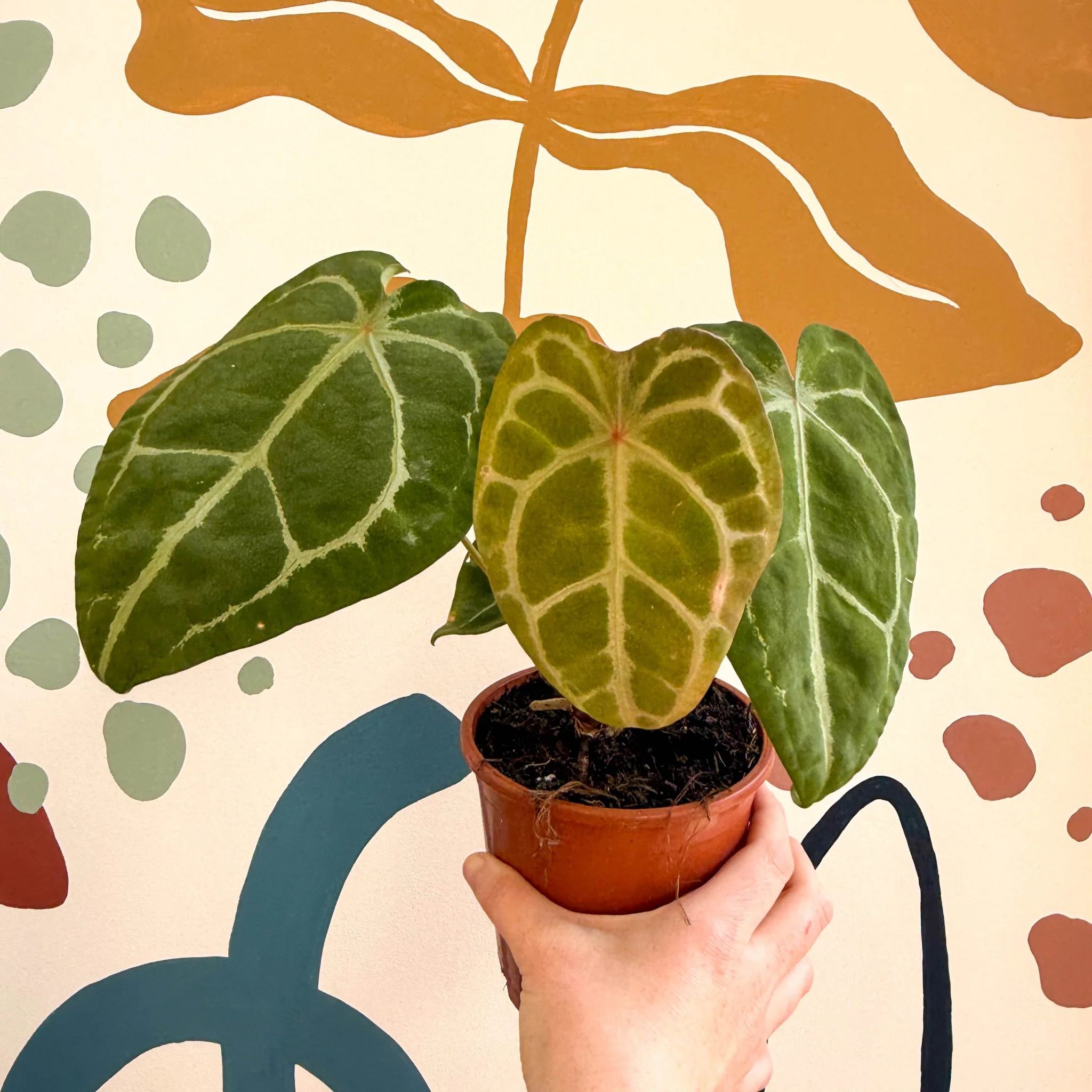 Anthurium forgetii ā Velvet Shield Plant - Image 11