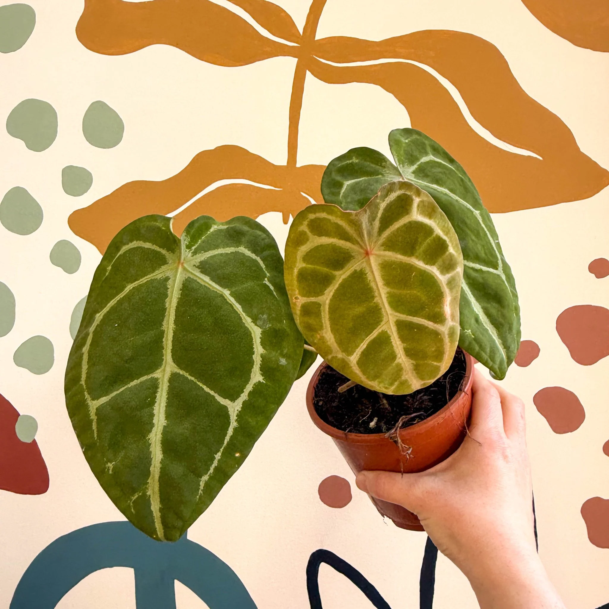 Anthurium forgetii ā Velvet Shield Plant - Image 12