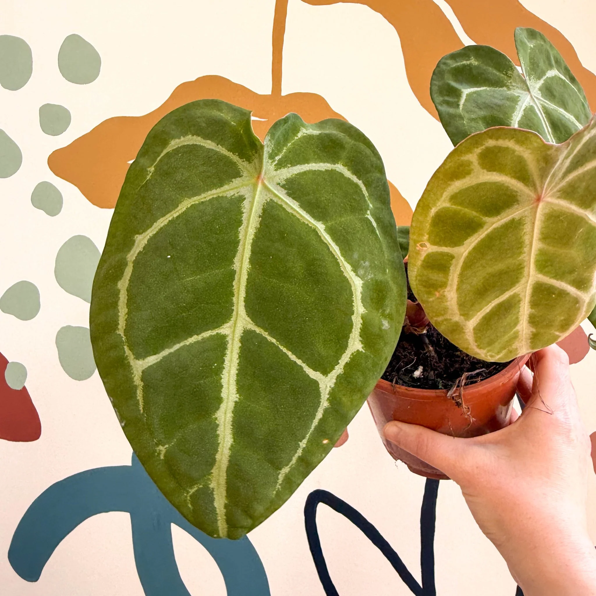 Anthurium forgetii ā Velvet Shield Plant - Image 2