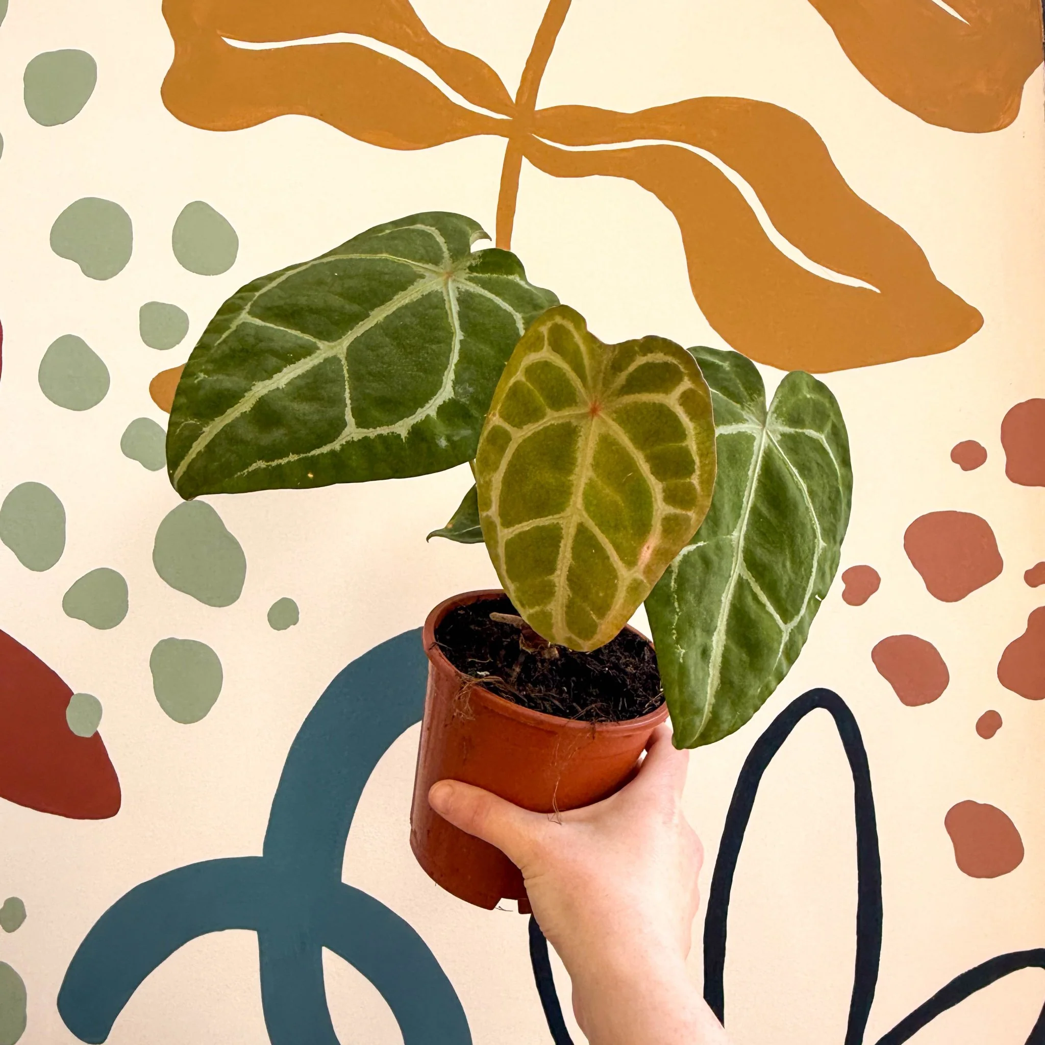 Anthurium forgetii ā Velvet Shield Plant - Image 3