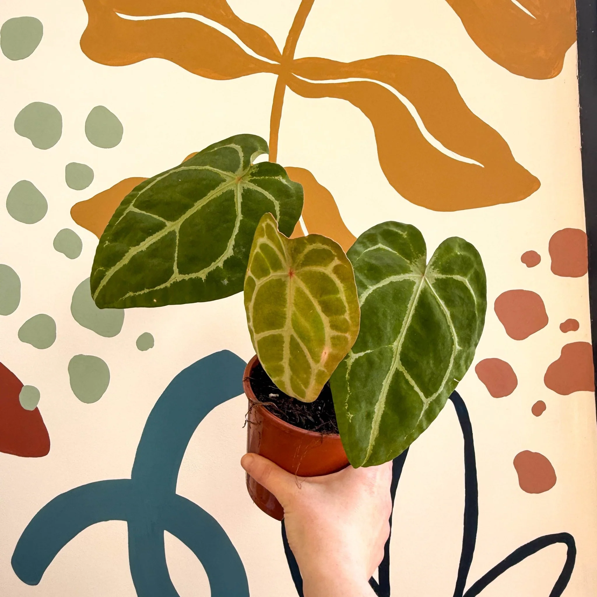 Anthurium forgetii ā Velvet Shield Plant - Image 4