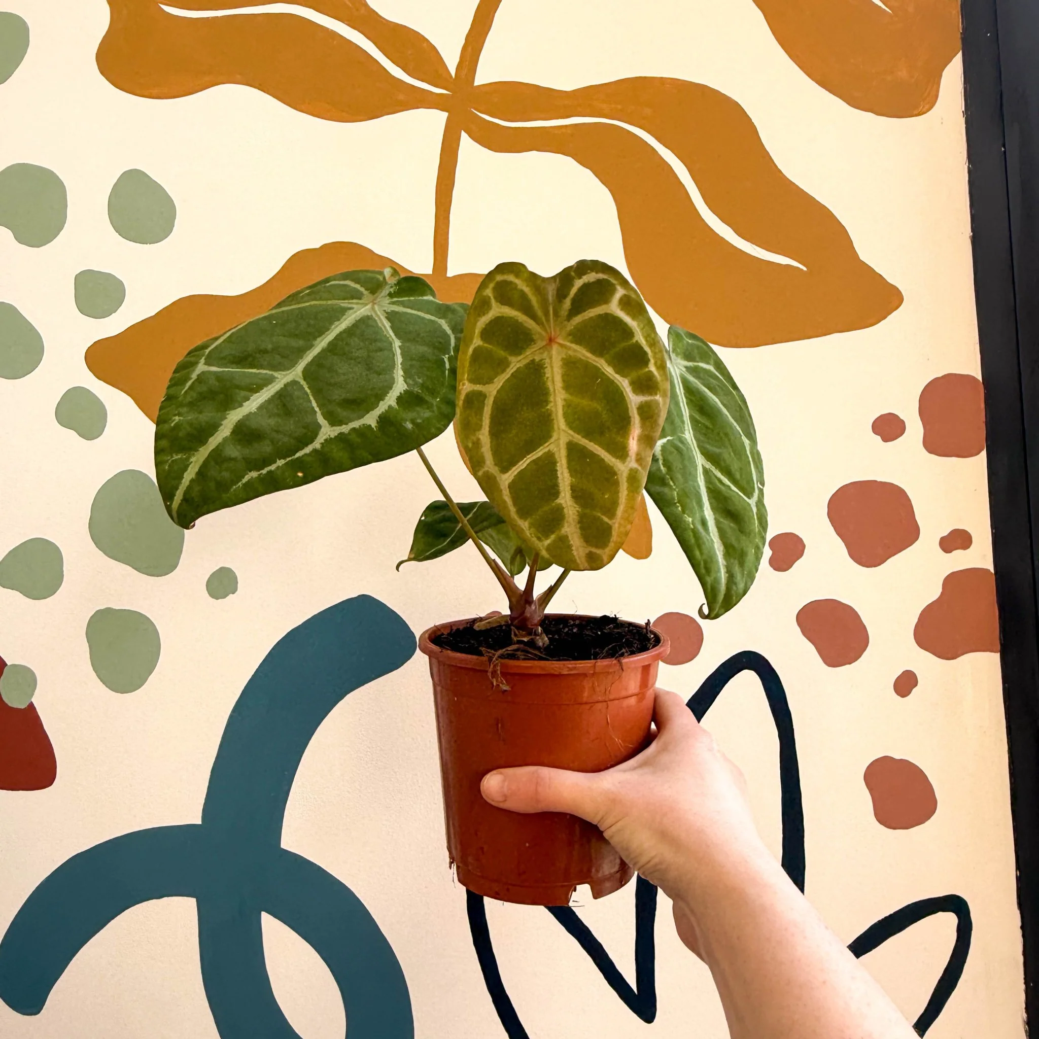 Anthurium forgetii ā Velvet Shield Plant - Image 5